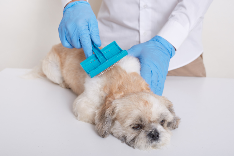 Köpeklerde Tüy Bakımı: Sağlıklı Tüyler İçin İpuçları