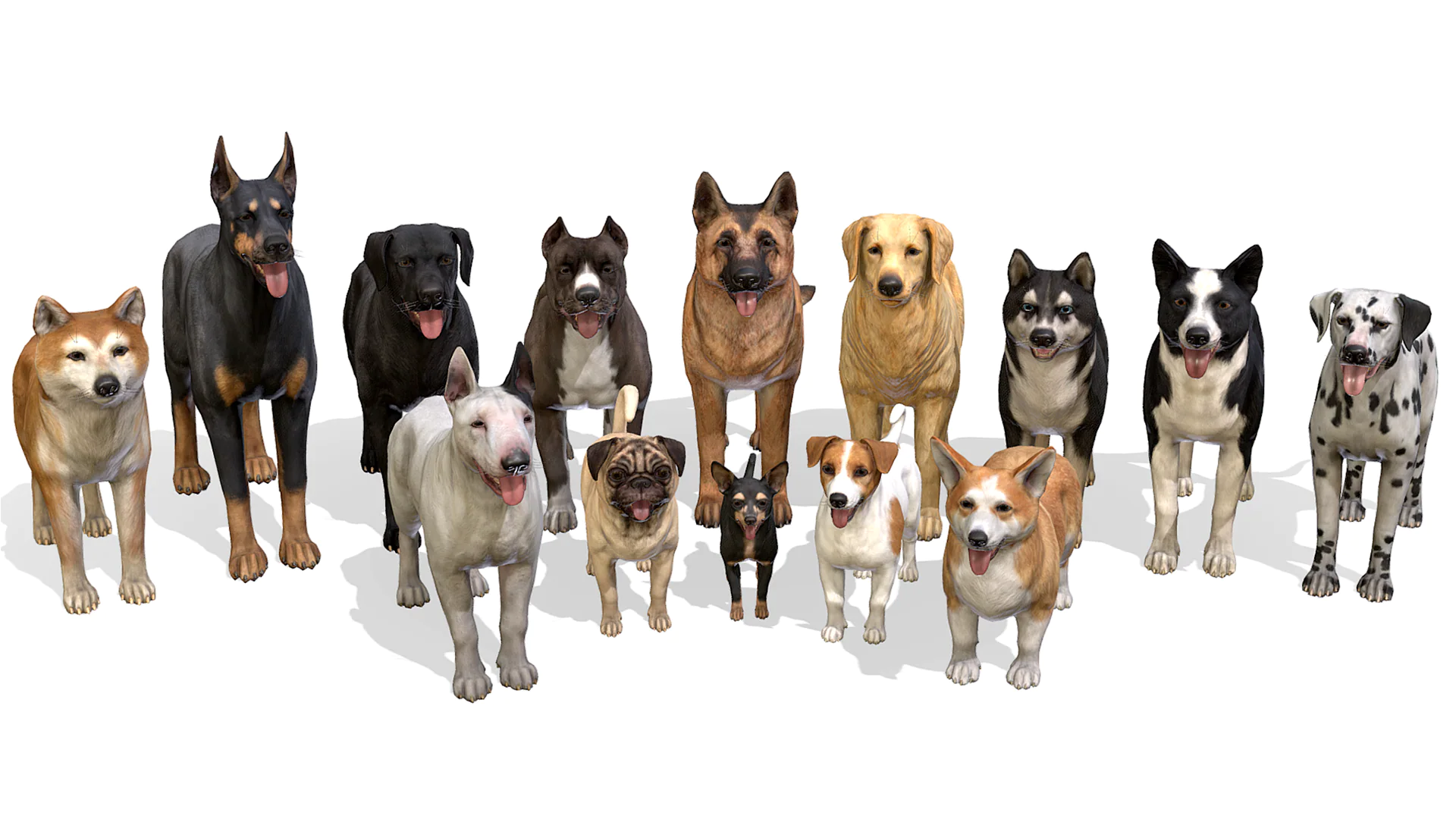 Köpeklerde Sosyalizasyon: Yeni Sahipler İçin İpuçları