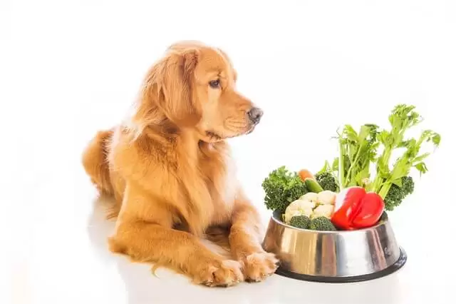 Köpeklerde Beslenme: Sağlıklı ve Dengeli Diyet Seçenekleri