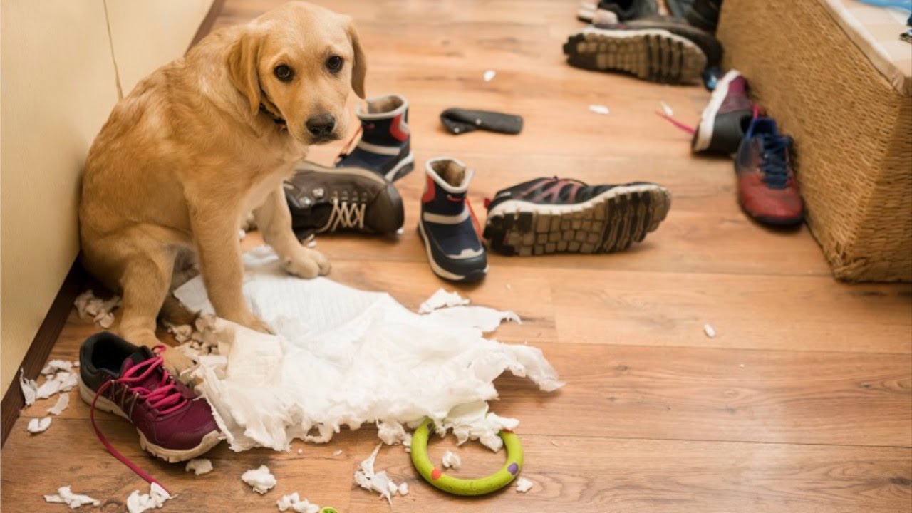 Köpeklerin Ruhsal Durumu: Evcil Hayvanınızı Anlamanın Yolları