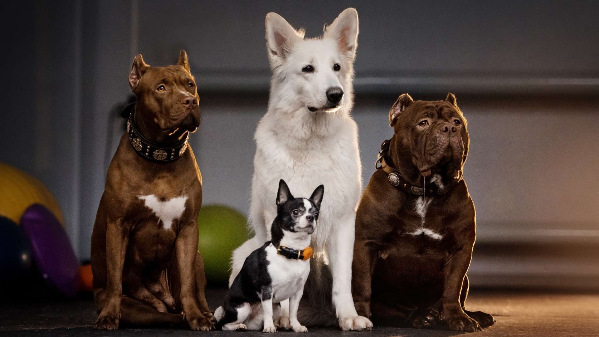 Köpeklerde Tüy Bakımı: Sağlıklı Tüyler İçin İpuçları