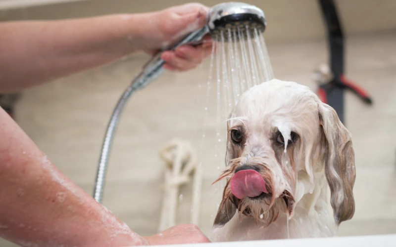 Köpeklerde Tüy Bakımı: Sağlıklı Tüyler İçin İpuçları