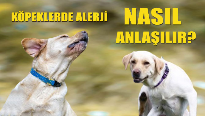 Köpeklerde alerji: Belirtiler, nedenler ve tedavi yöntemleri