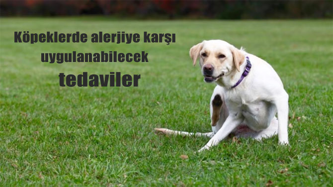 Köpeklerde alerji: Belirtiler, nedenler ve tedavi yöntemleri