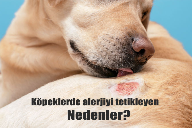 Köpeklerde alerji: Belirtiler, nedenler ve tedavi yöntemleri