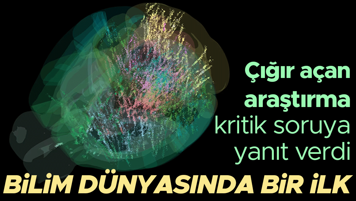 Bilim Dünyasında Çığır Açan Araştırma: Karar Verme Sürecimiz Nasıl?