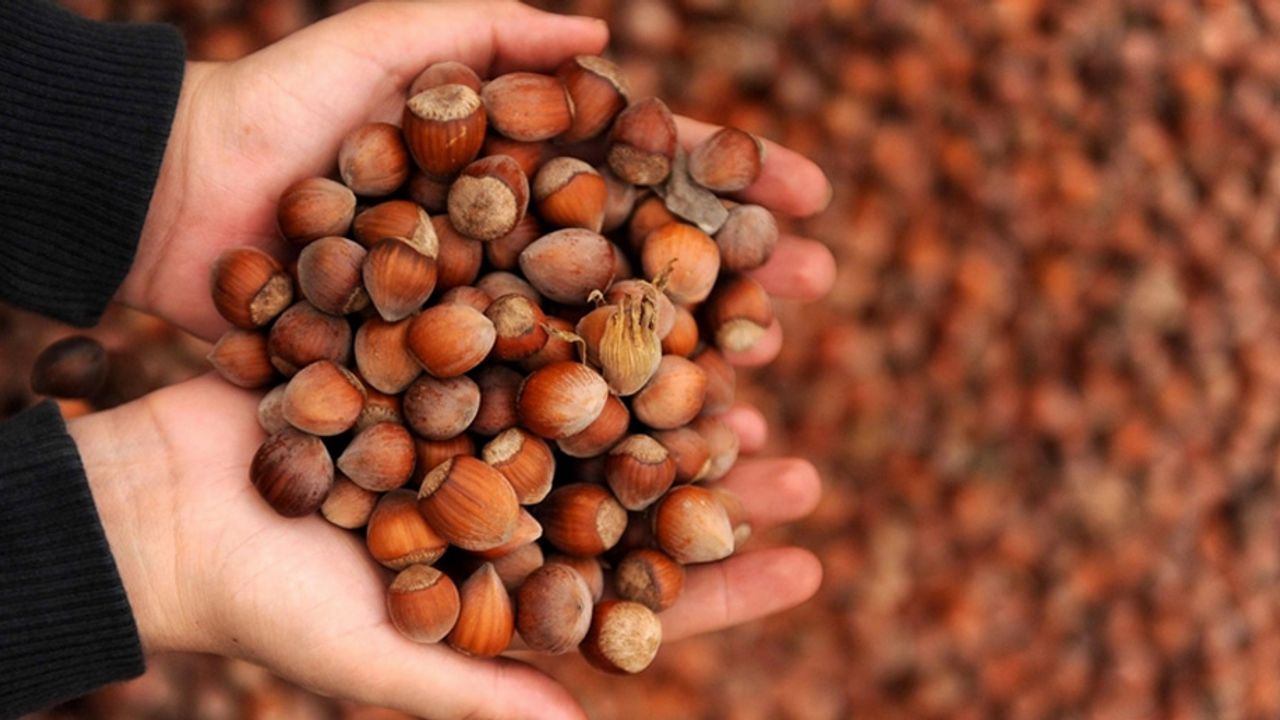 Türkiye’nin Fındık İhracatı Geriledi: İşte Düşüşün Sebepleri