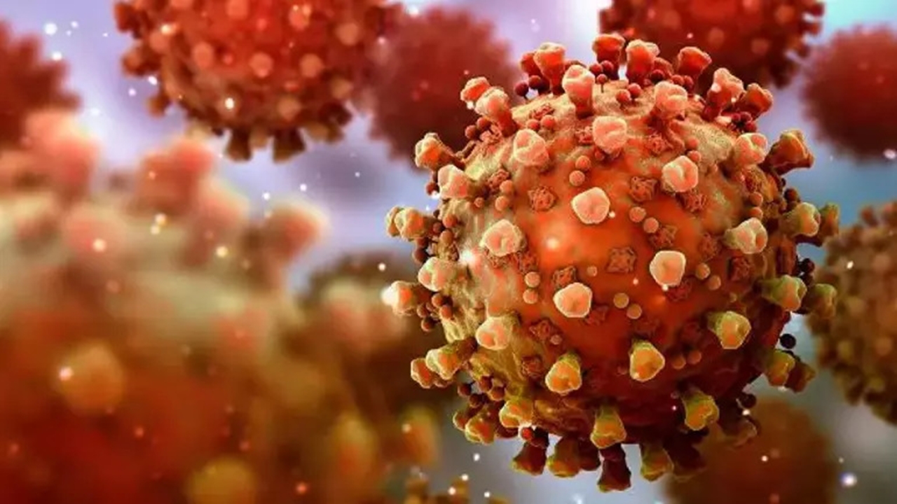 Pandemi alarmı mı? Nipah virüsü tespit edildi hızla yayılıyor