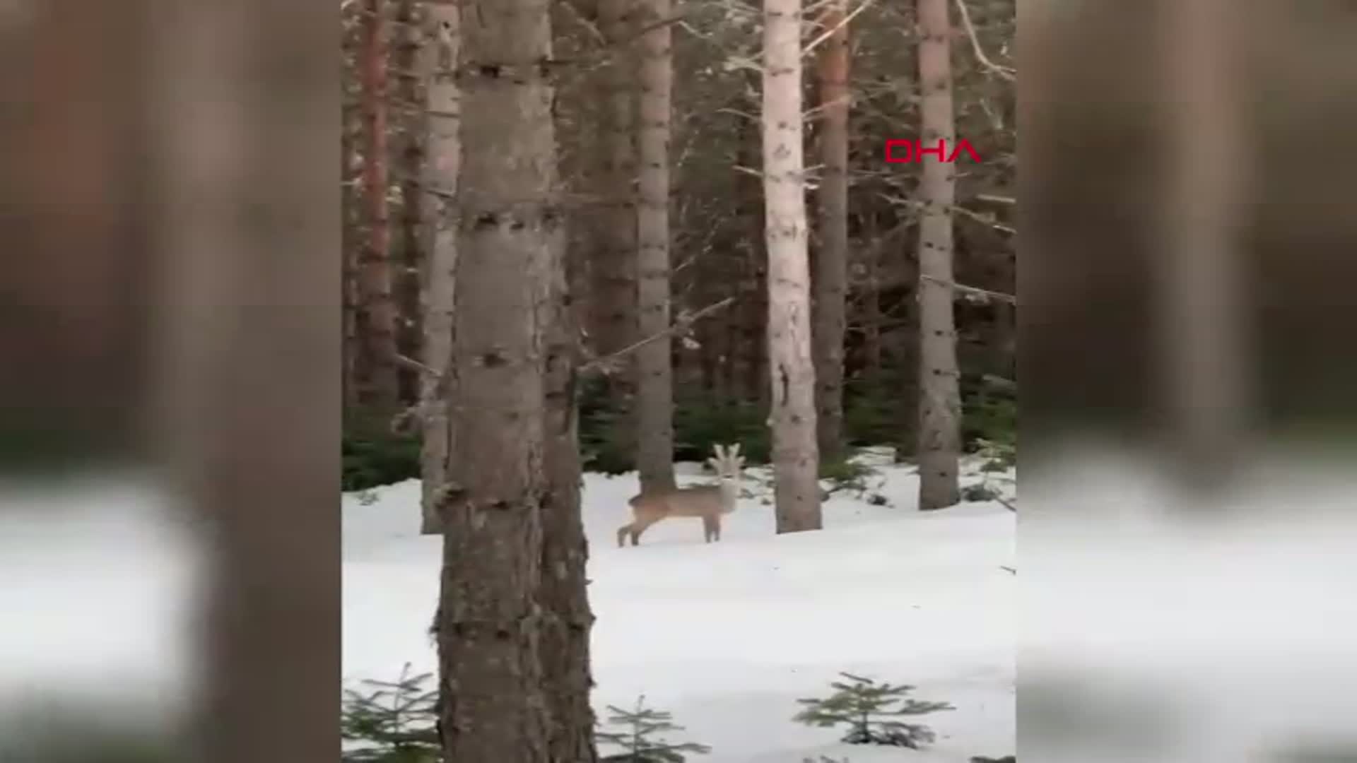 Bolu Ormanında Karaca Görüntülendi