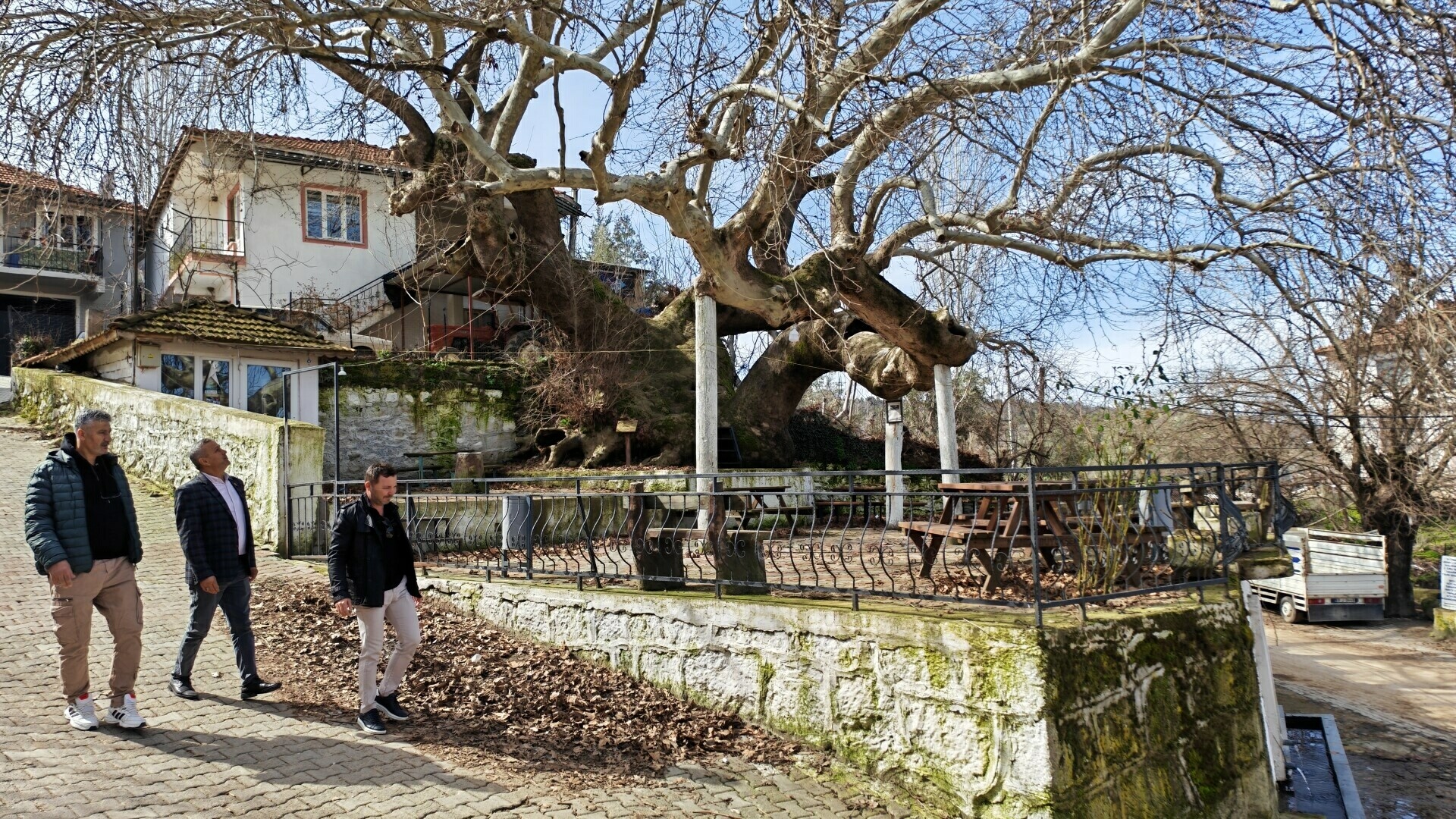 Manisa'daki 2 Bin Yıllık Anıt Çınar: Doğanın İhtişamı