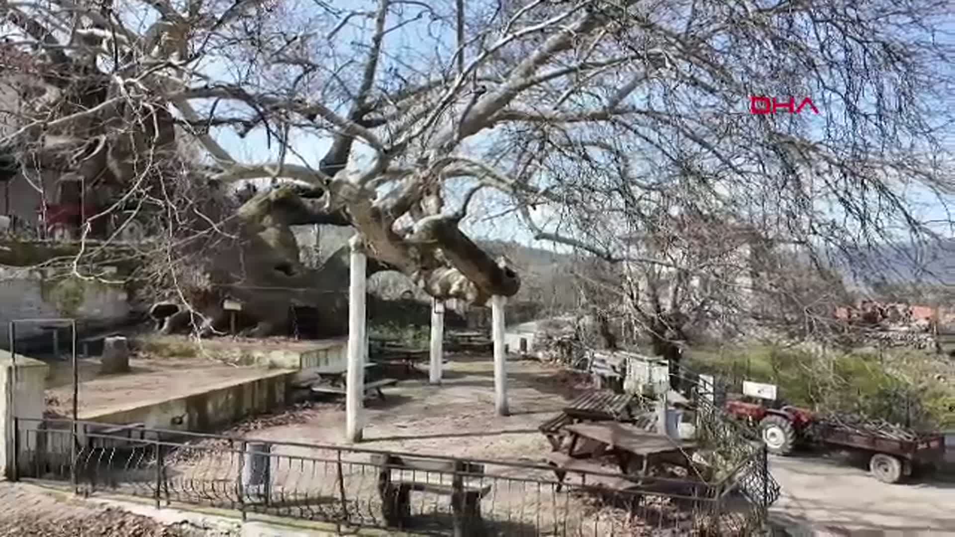 Manisa'nın 2 Bin Yıllık Anıt Çınarı: Doğanın İhtişamı