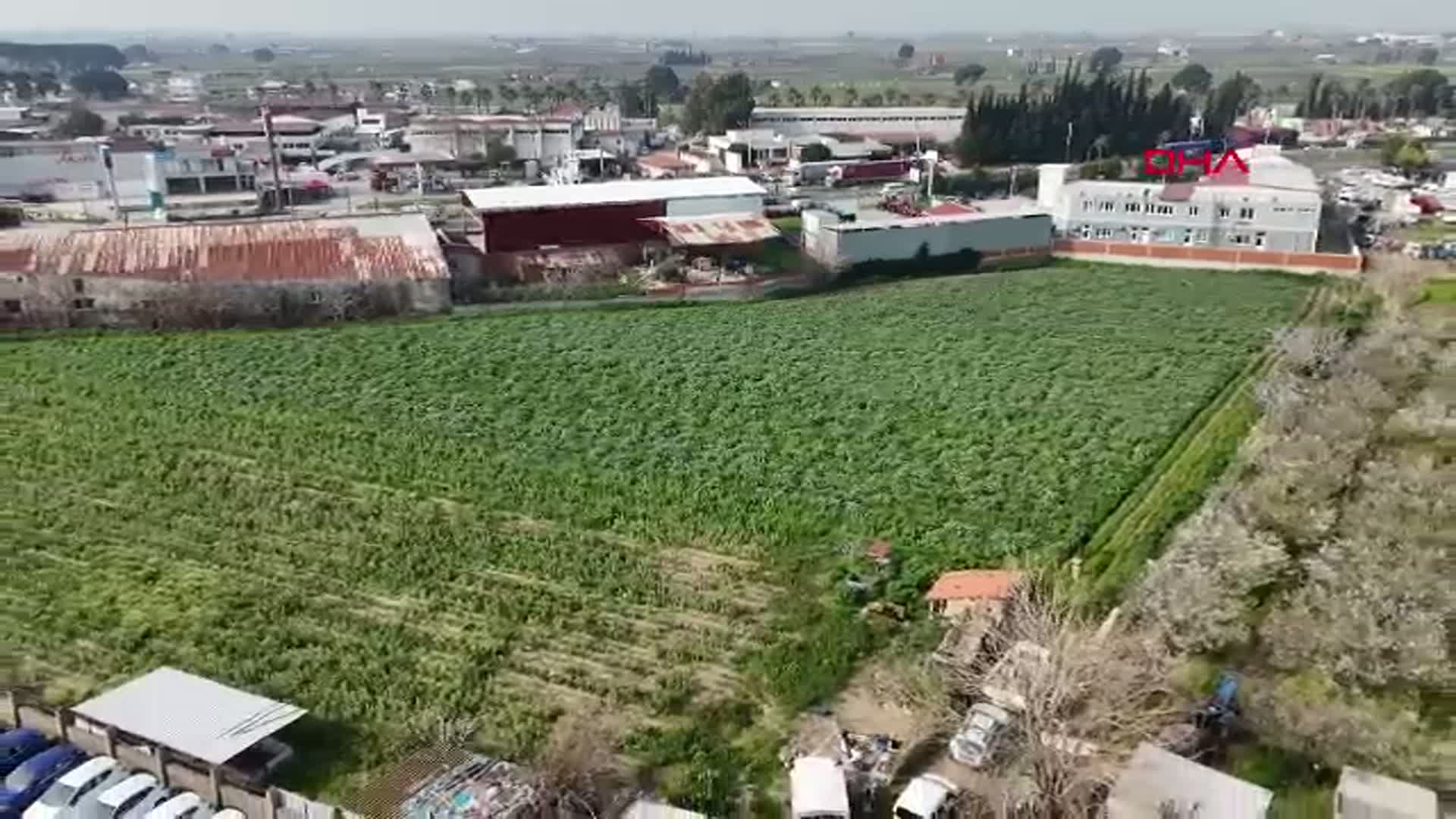 İzmir Menemen'de Enginar Hasadı Sezonu Başladı