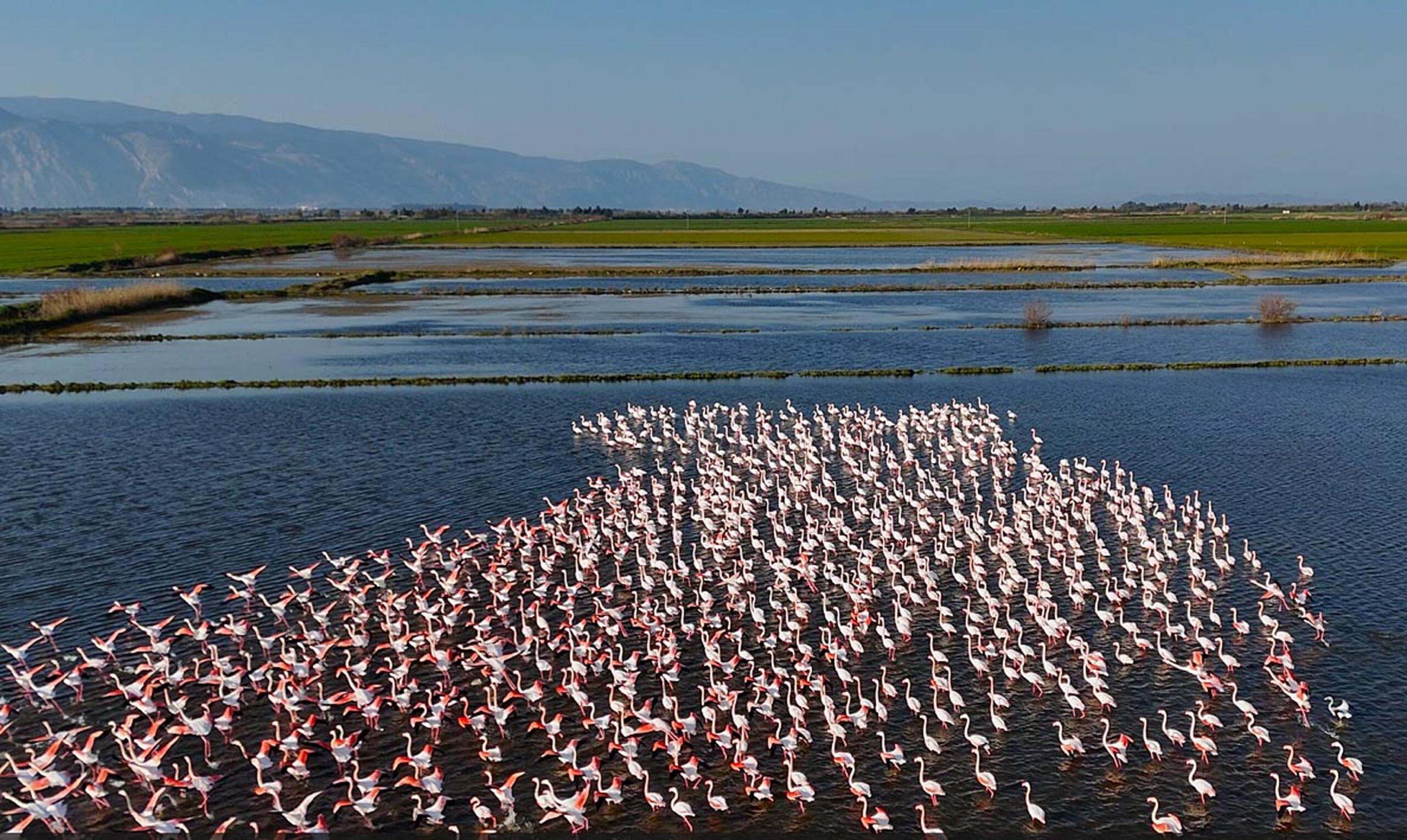Söke'deki Tarım Arazilerinde Flamingo Ziyareti