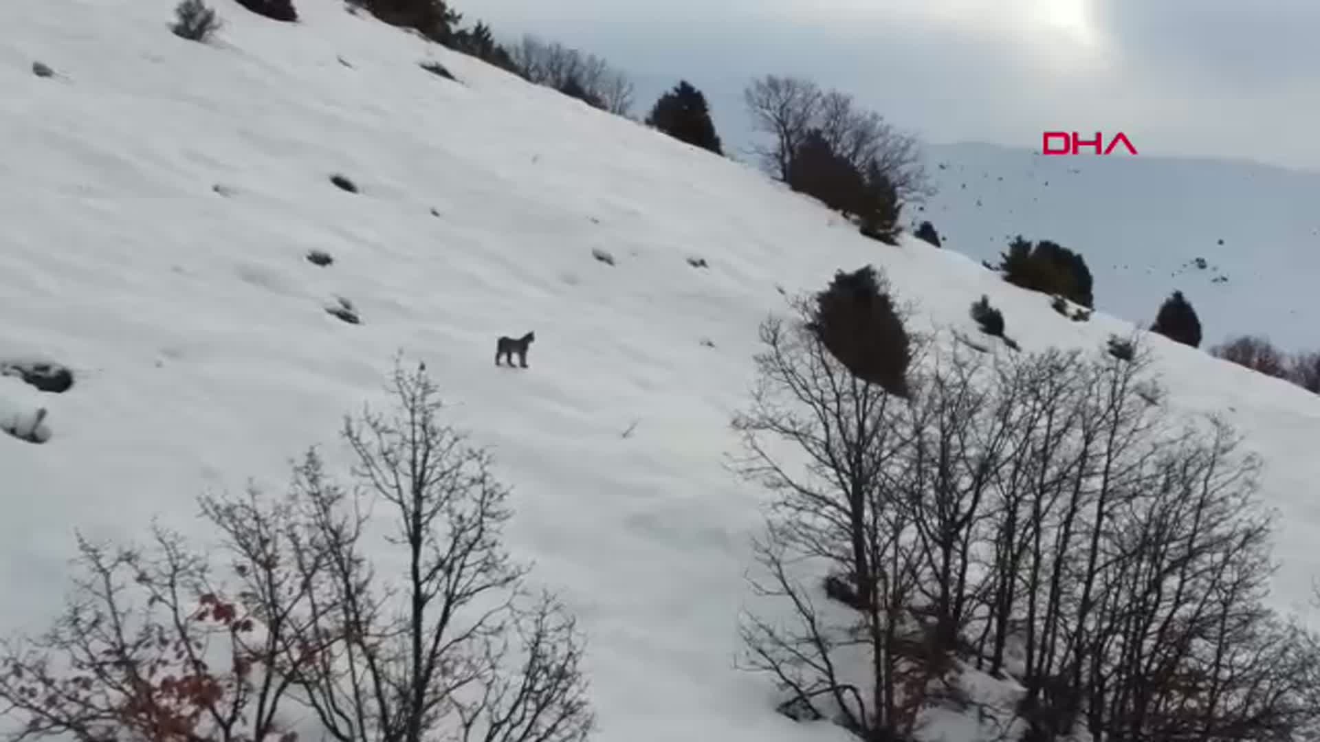 Erzincan'da Dron ile Görüntülenen Vaşak Ailesi