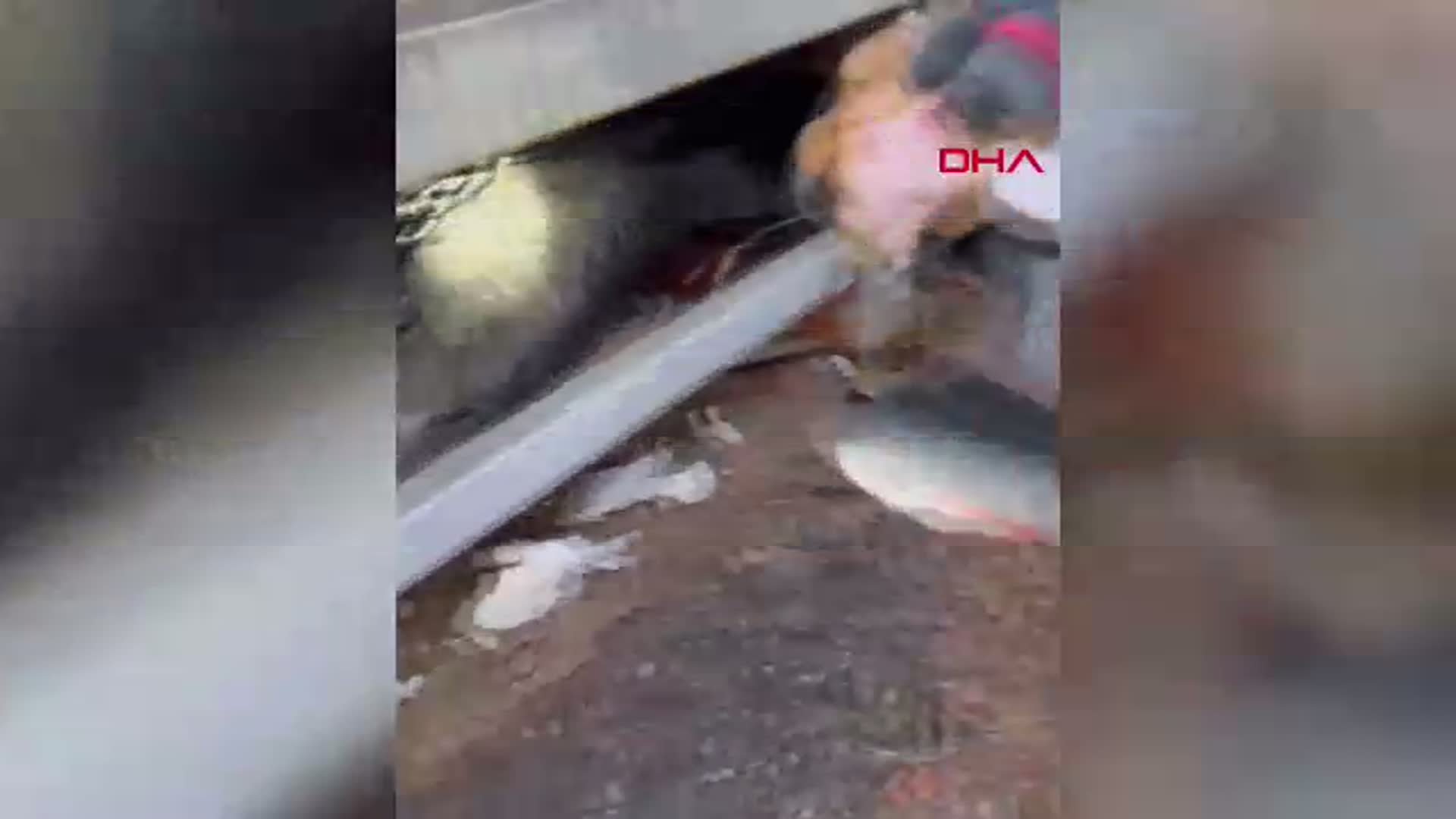 Balıkesir'de Mahsur Kalan Yavru Köpek İtfaiye Ekiplerince Kurtarıldı
