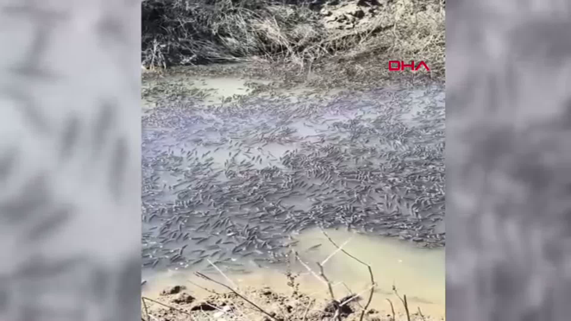 Diyarbakır'da Mahsur Kalan Balıklar Dicle Nehri'ne Kurtarıldı