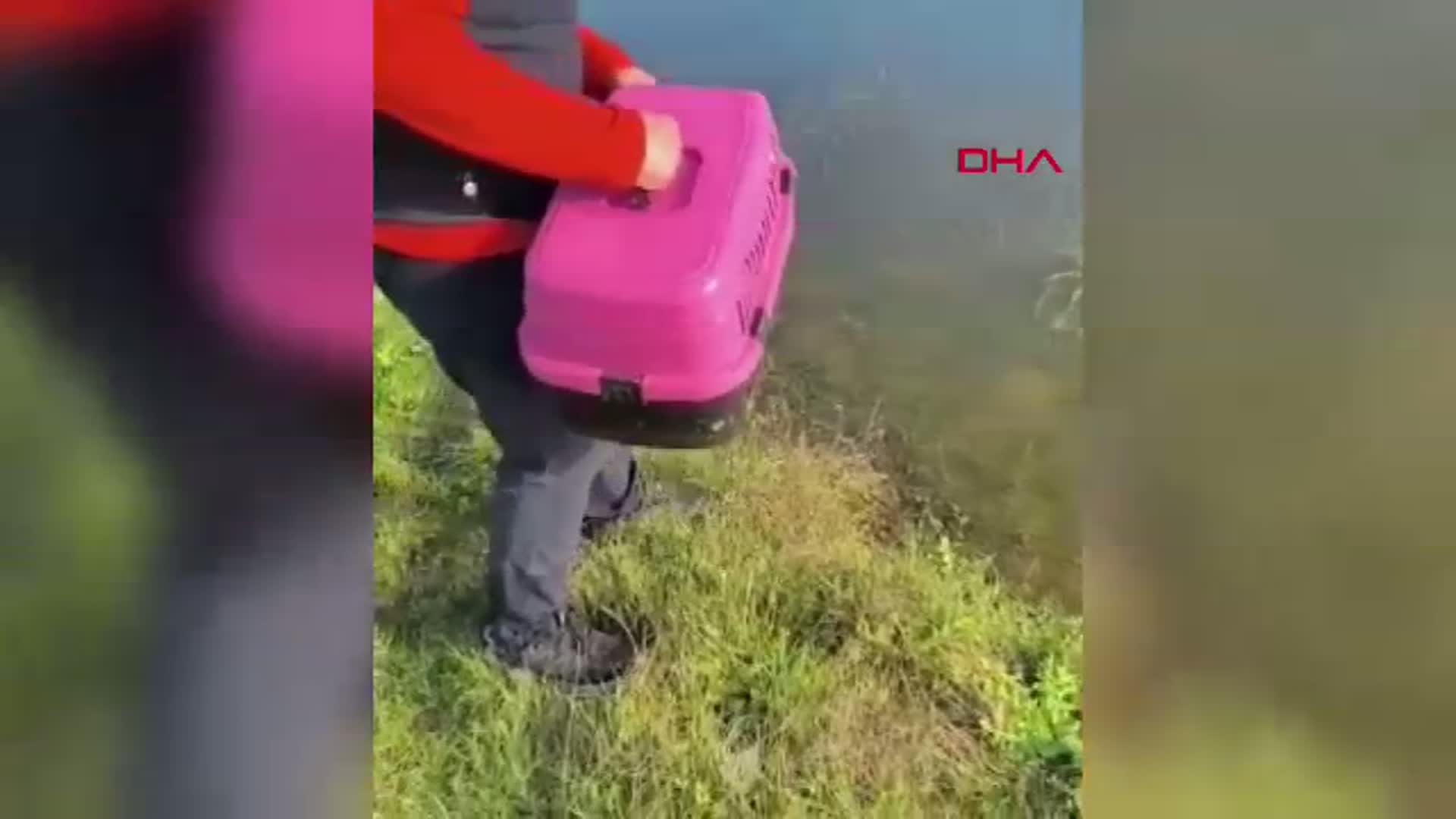 Yaralı Martı 'Bulut' Tedavi Edildi ve Doğaya Salındı