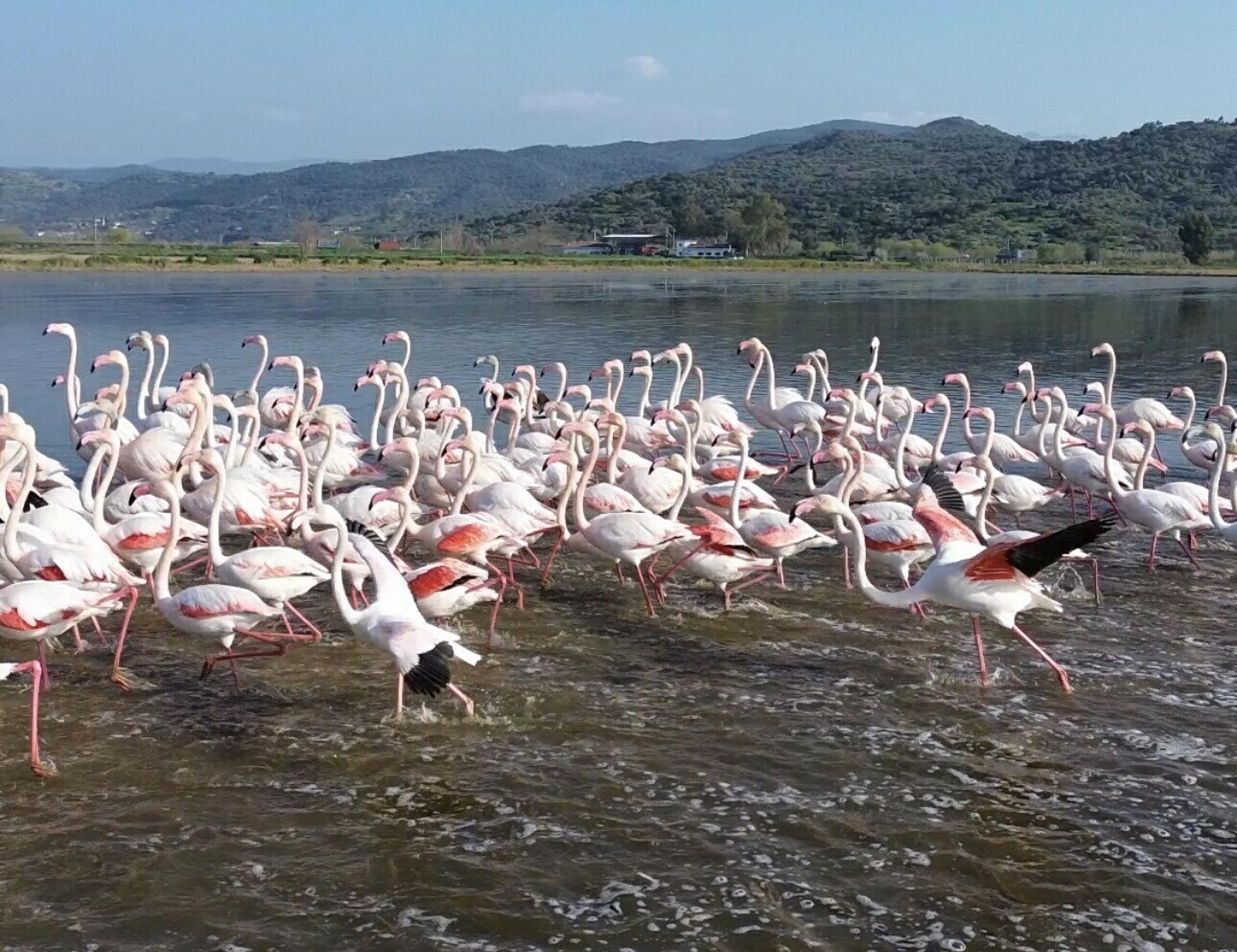 Büyük Menderes’te Taşkın: Flamingolar Tarlaları Şenlendirdi