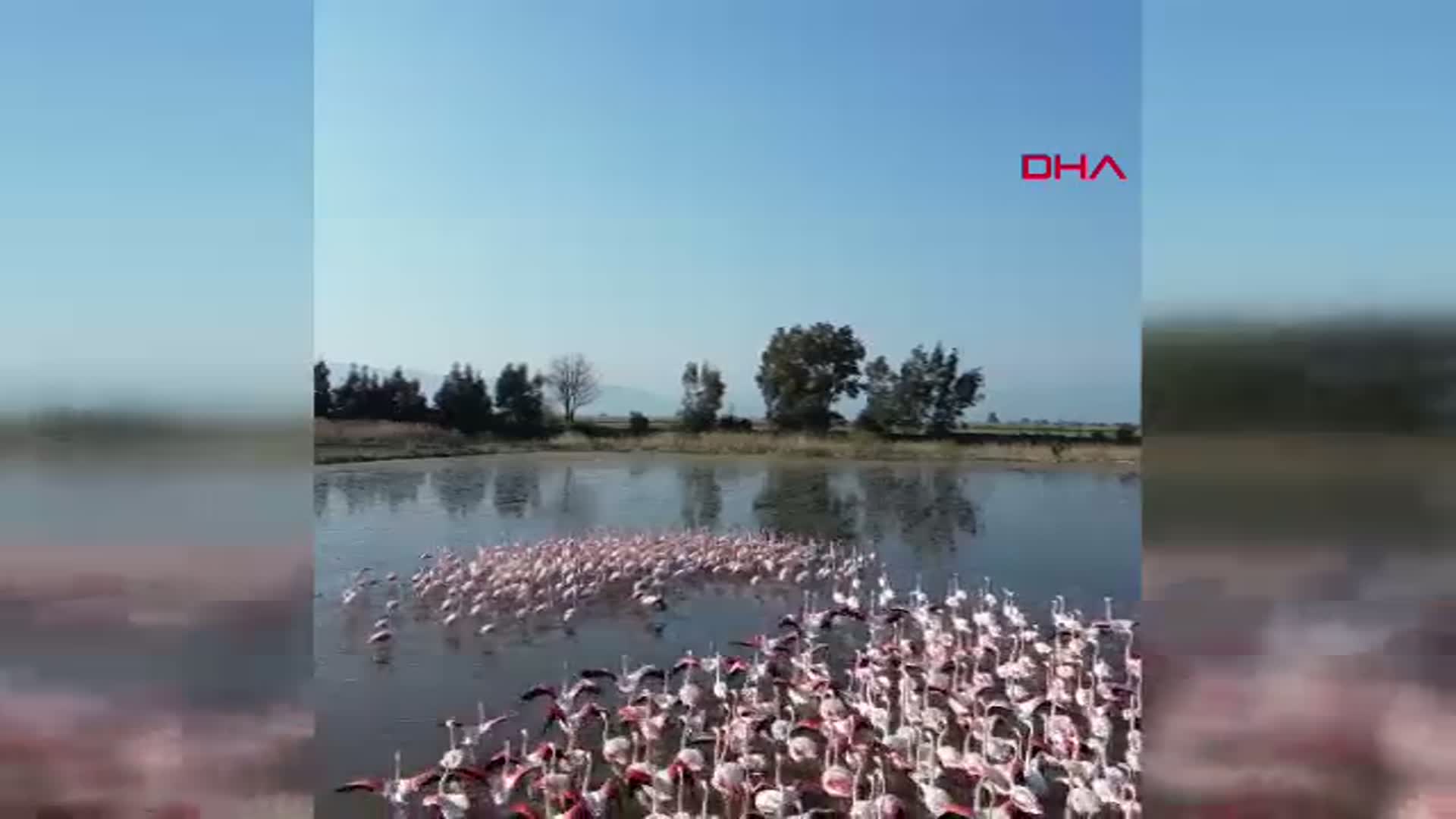Büyük Menderes'in Taşması Flamingoları Çekti