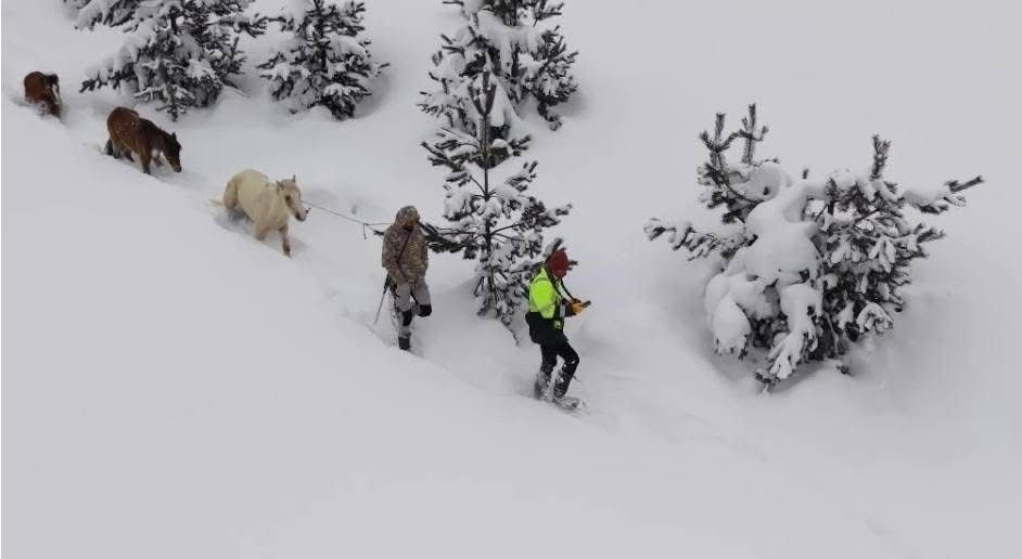 Karlı Dağlarda Mahsur Kalan Hayvanlar Gençler Tarafından Kurtarıldı