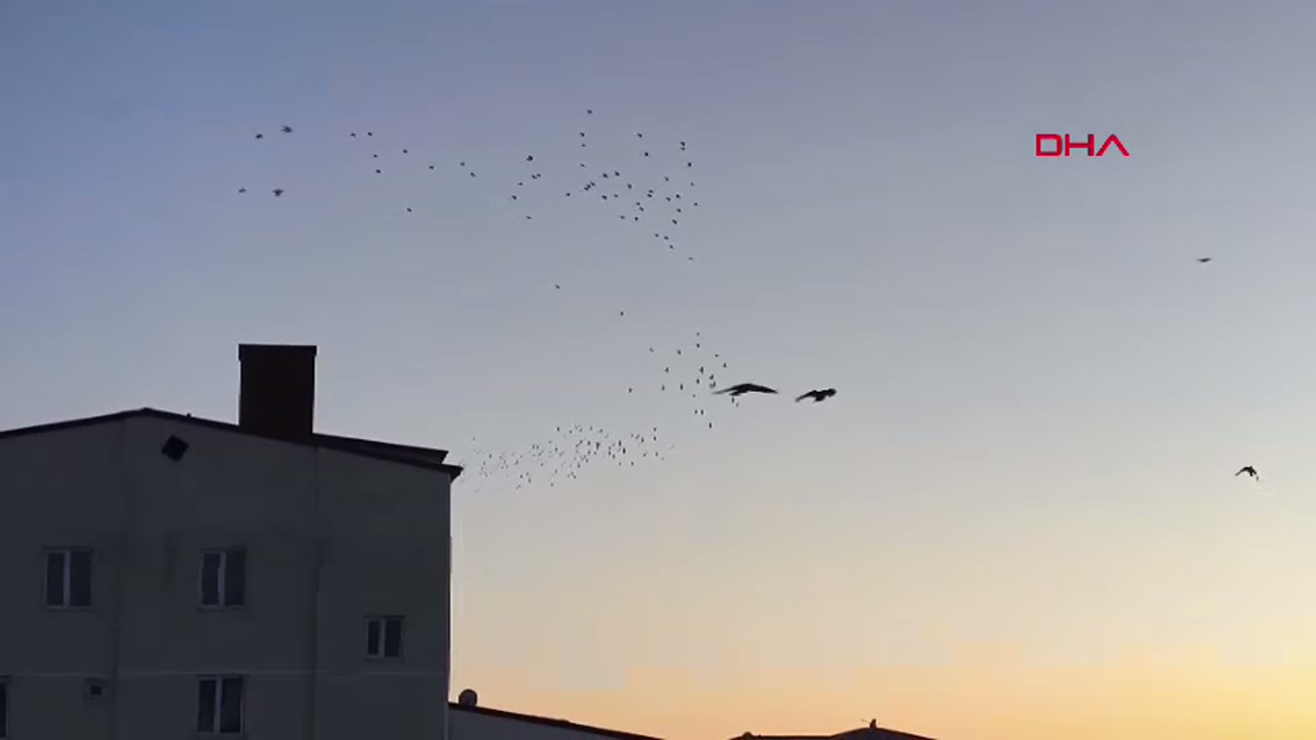 Kars'ta Karga ve Sığırcıkların Dansı
