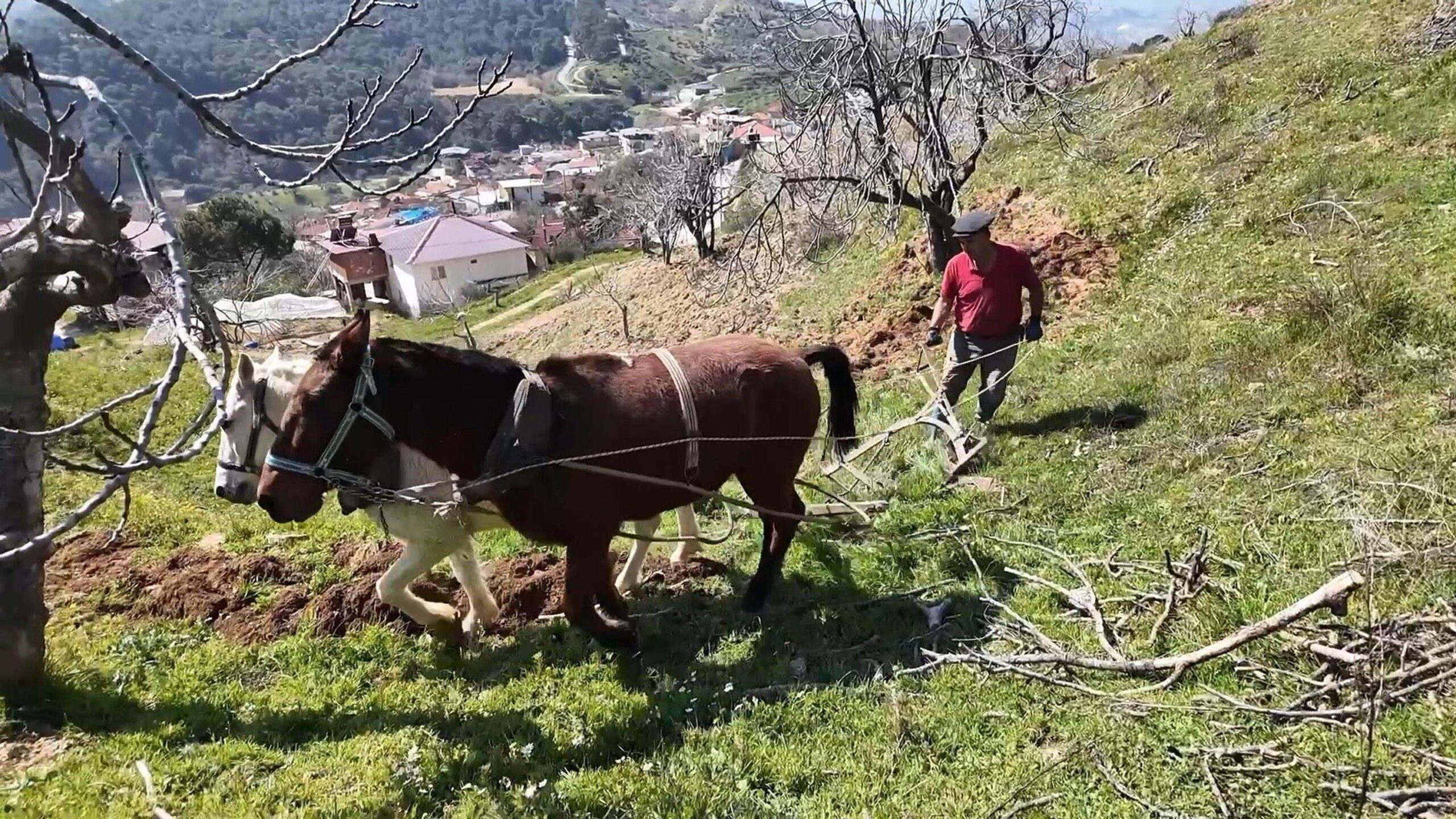 Aydın'da 8 Bin TL Yevmiye ile At İle Çift Süremeyen İşçi Bulunamıyor