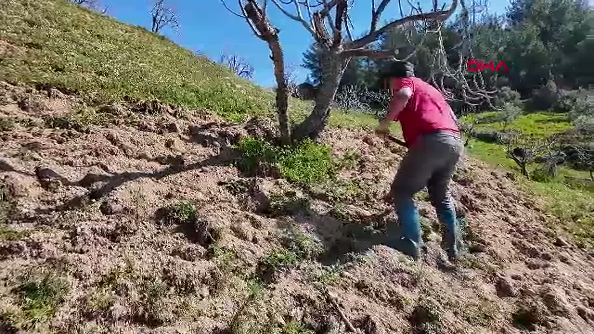 Aydın'da 8 Bin TL Yevmiye ile At ile Çift Sürme İşçileri Bulunamıyor