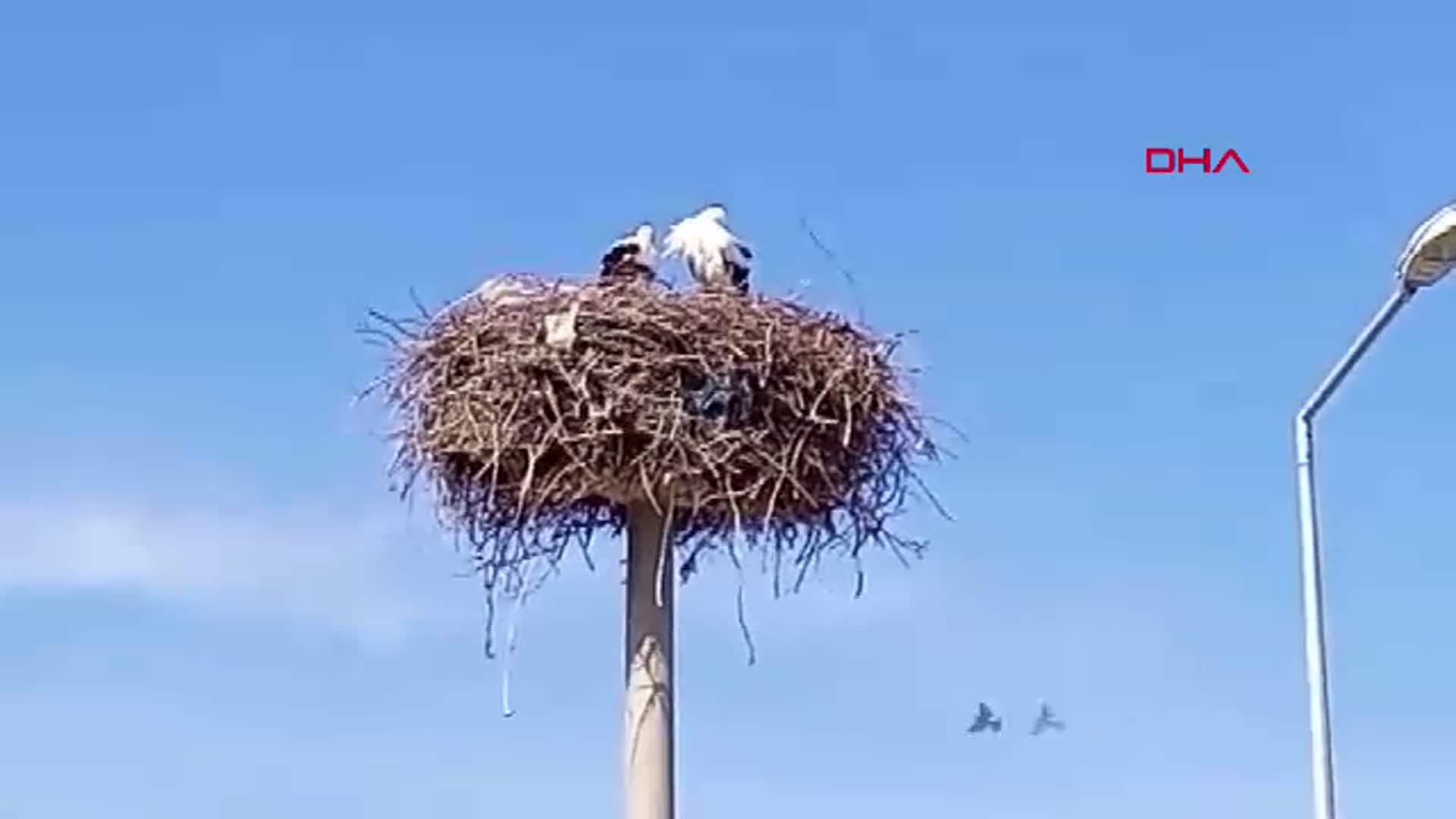 Baharın Müjdecisi Leylekler Aydın'ın Sümer Mahallesi'nde