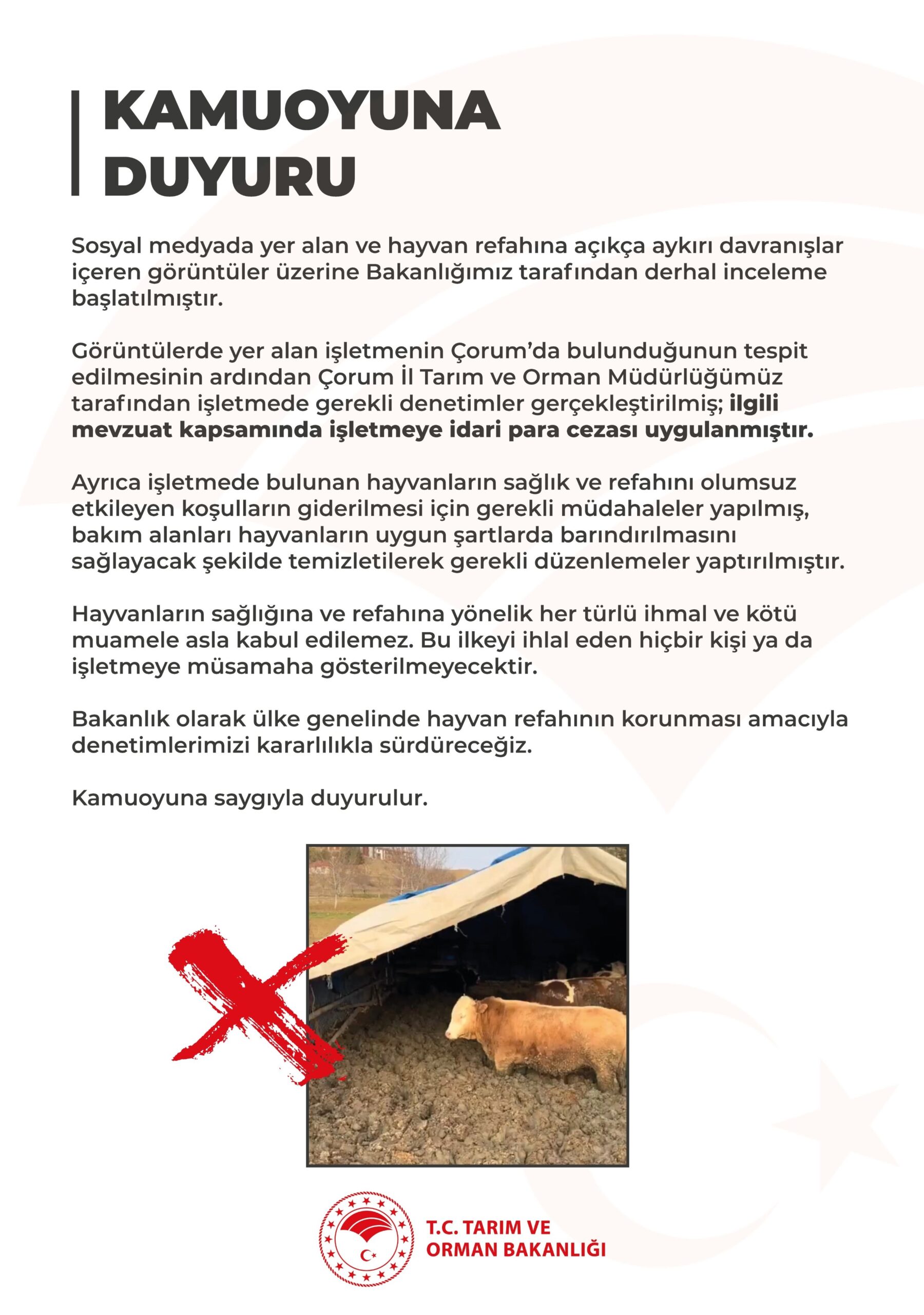 Hayvanlara Kötü Muameleye Ceza: Bakanlıktan Açıklama