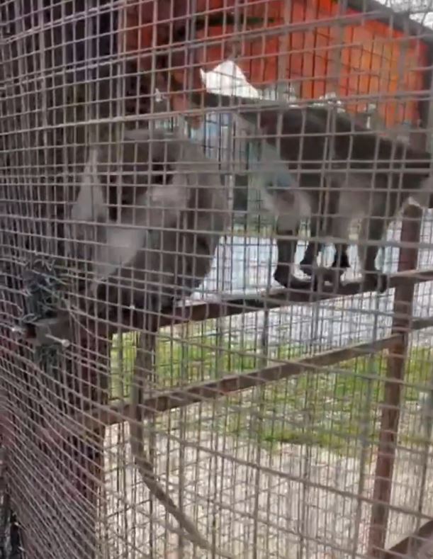 Denizli'de Ele Geçirilen 3 Örümcek Maymunu Koruma Altında
