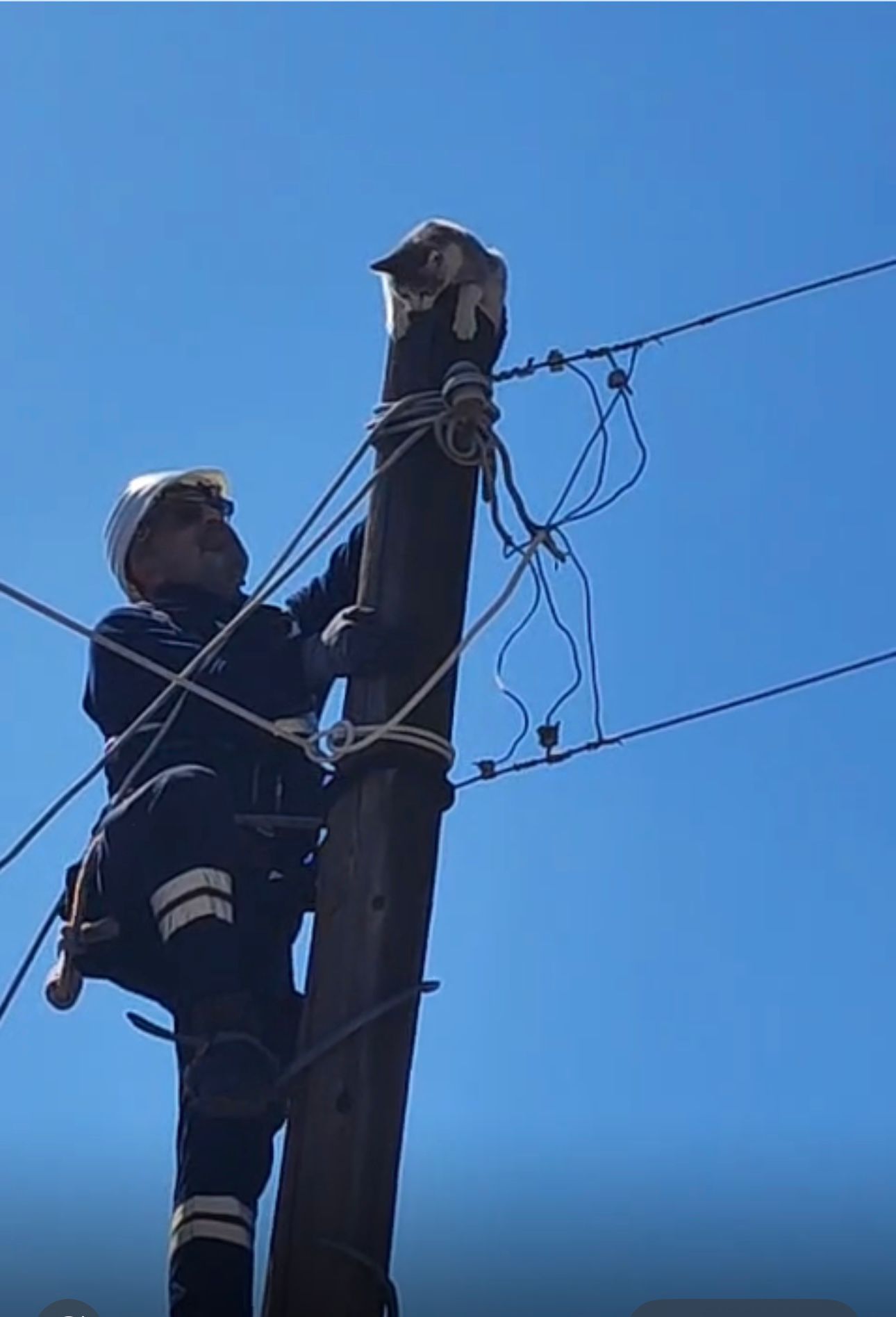 Korku İçindeki Kediyi Ekipler Kurtardı