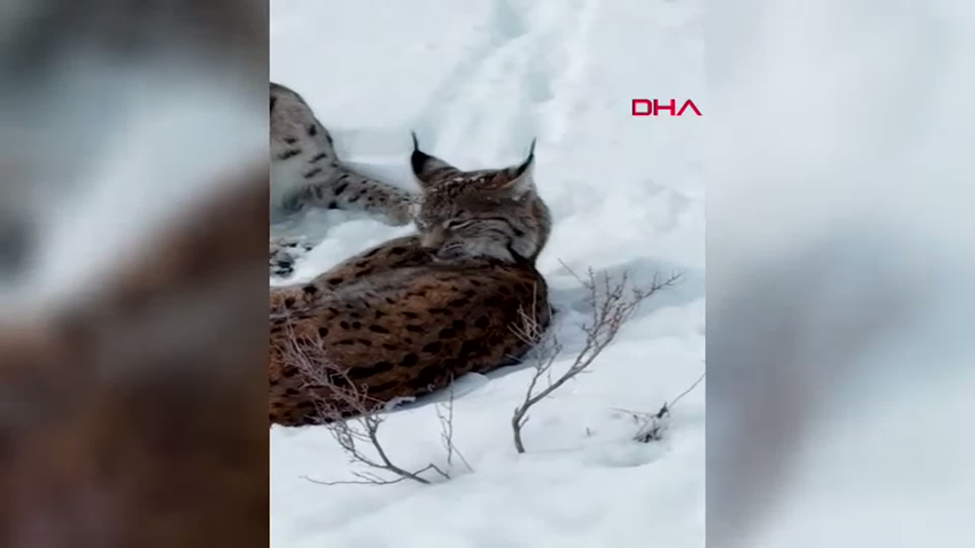Erzincan'da Nesli Tehdit Altında Olan Vaşaklar Görüntülendi