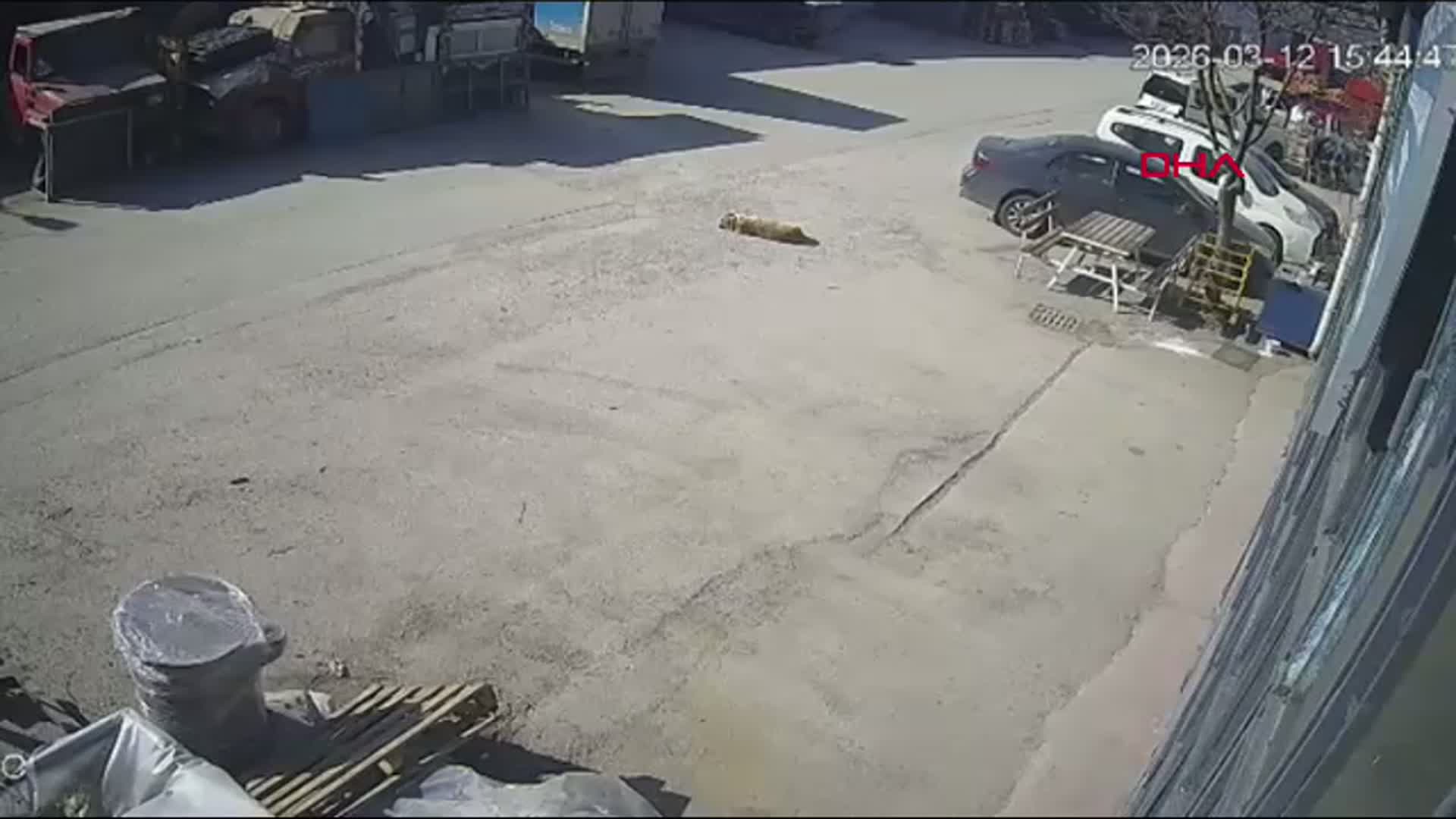 Bolu'da Yerde Yatan Köpeği Otomobil Ezdi