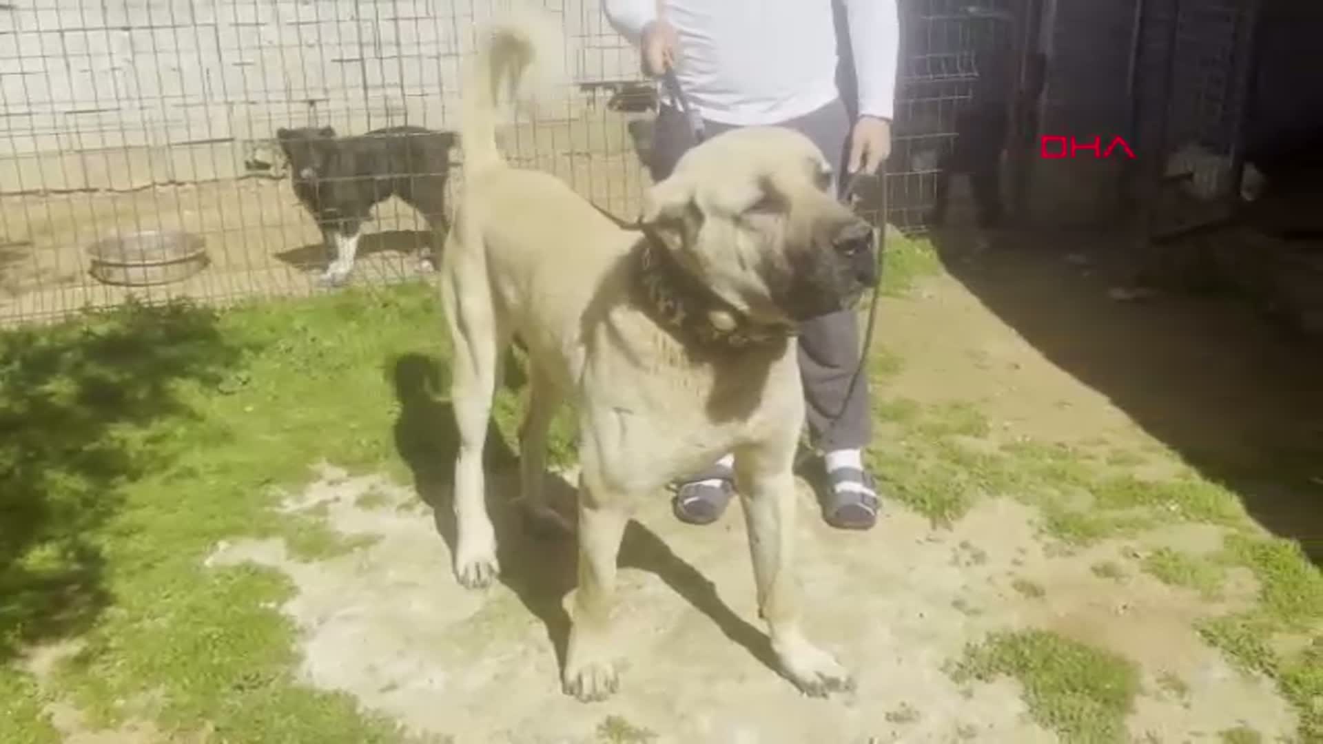 Antalya'da Yavru Köpeklerin Kulak Kesimi ve Satışı Skandalı