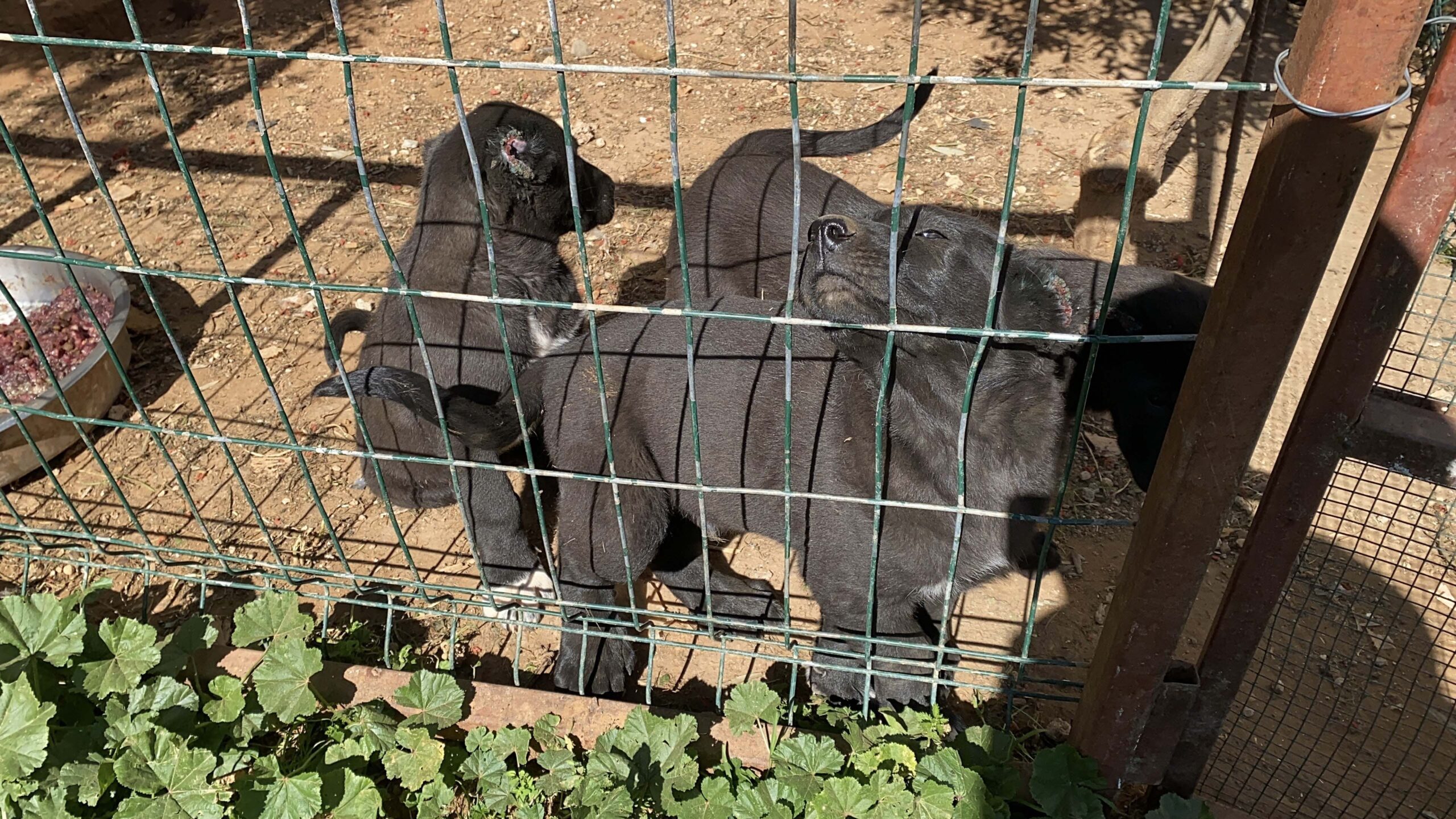 Antalya'da Yavru Köpeklerin Kulak Kesimi ve Yüksek Fiyatla Satışı İddiası