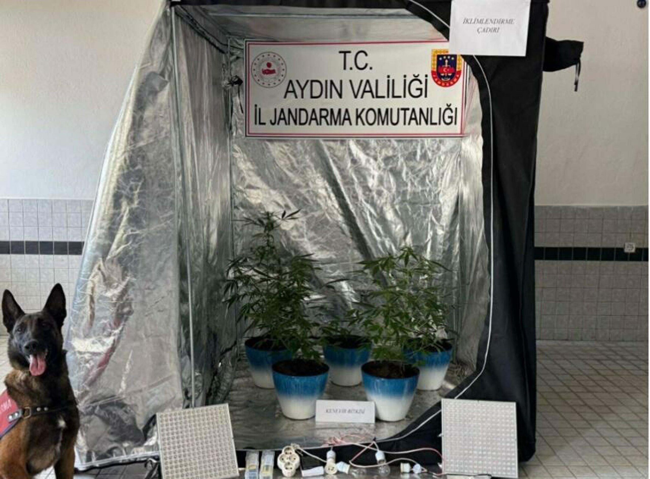 Evinde Yasadışı Hint Keneviri Yetiştiren Genç Gözaltına Alındı