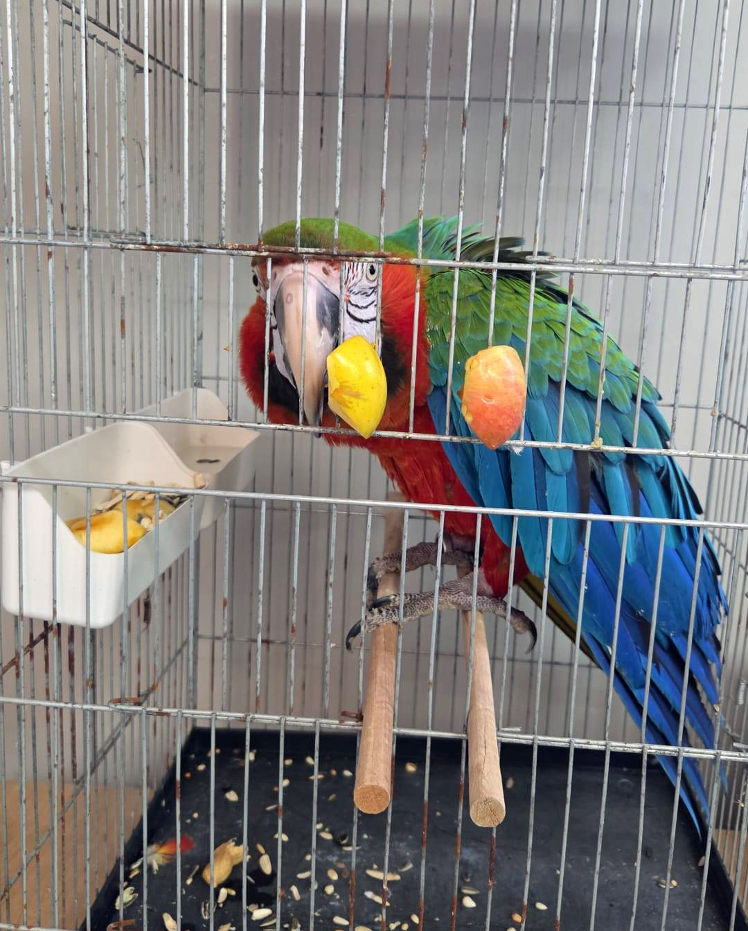 Edirne'de Yasa Dışı Yolla Getirilmeye Çalışılan 3 Macaw Papağanı Ele Geçirildi