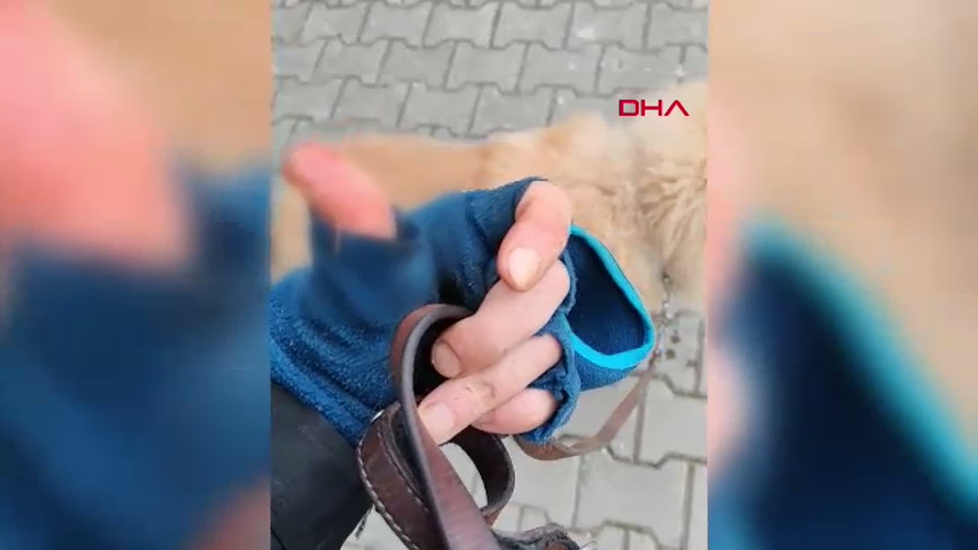 Karabük'te Pitbull Saldırısı: Yalçın Açıkgöz ve Köpeği 'Şans' Yaralandı