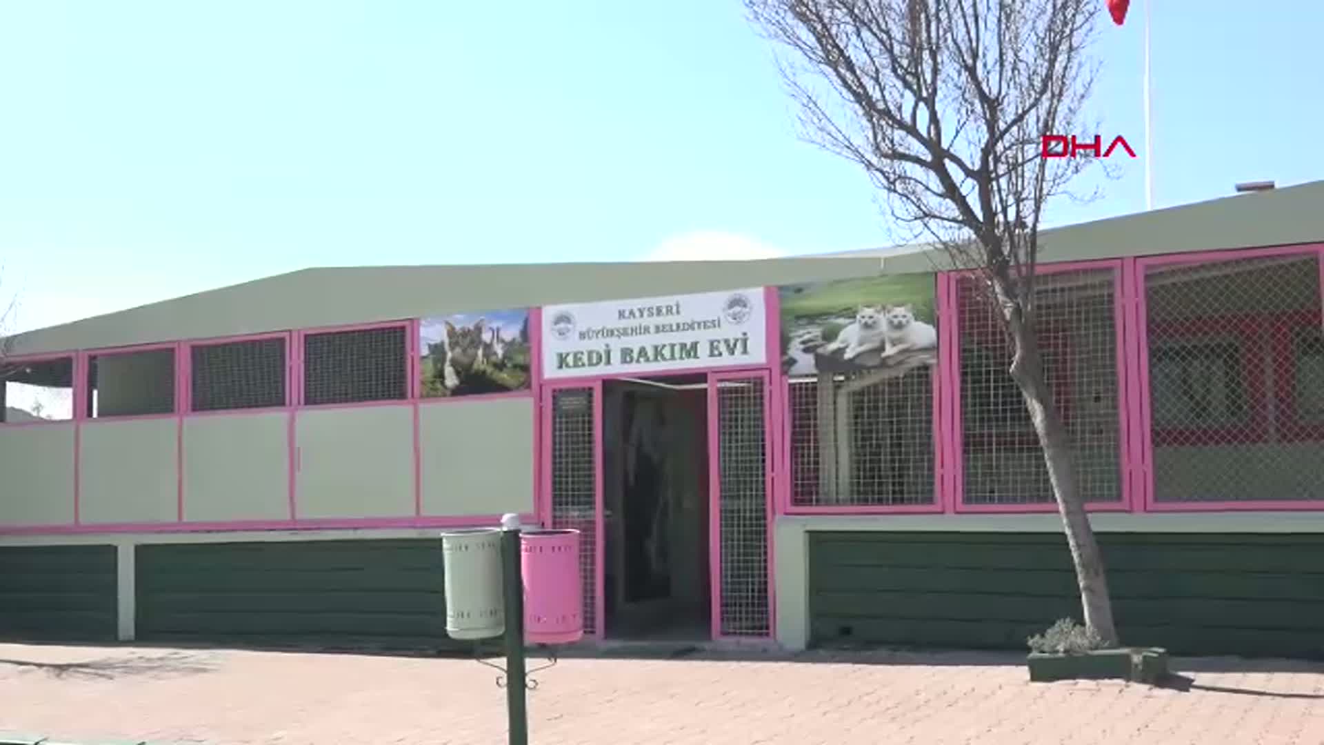 Kayseri'de Kedi Bakım Evi Sokak Kedilerine Yeni Bir Yaşam Sunuyor