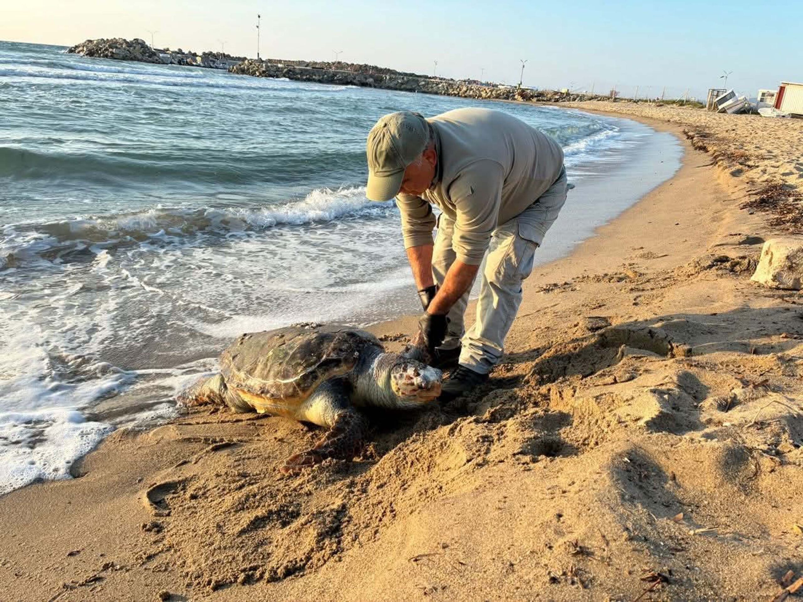 Kuşadası’nda Üç Deniz Kaplumbağası Hayatını Kaybetti