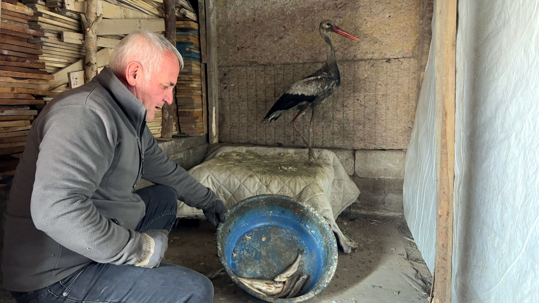 Donma Tehlikesi Geçiren Leylek, İyileştirilerek Doğaya Salındı