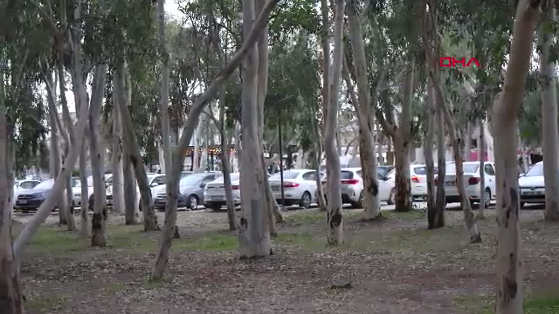 Antalya'da Okaliptüs Ağaçlarının Köklenmesi İstendi