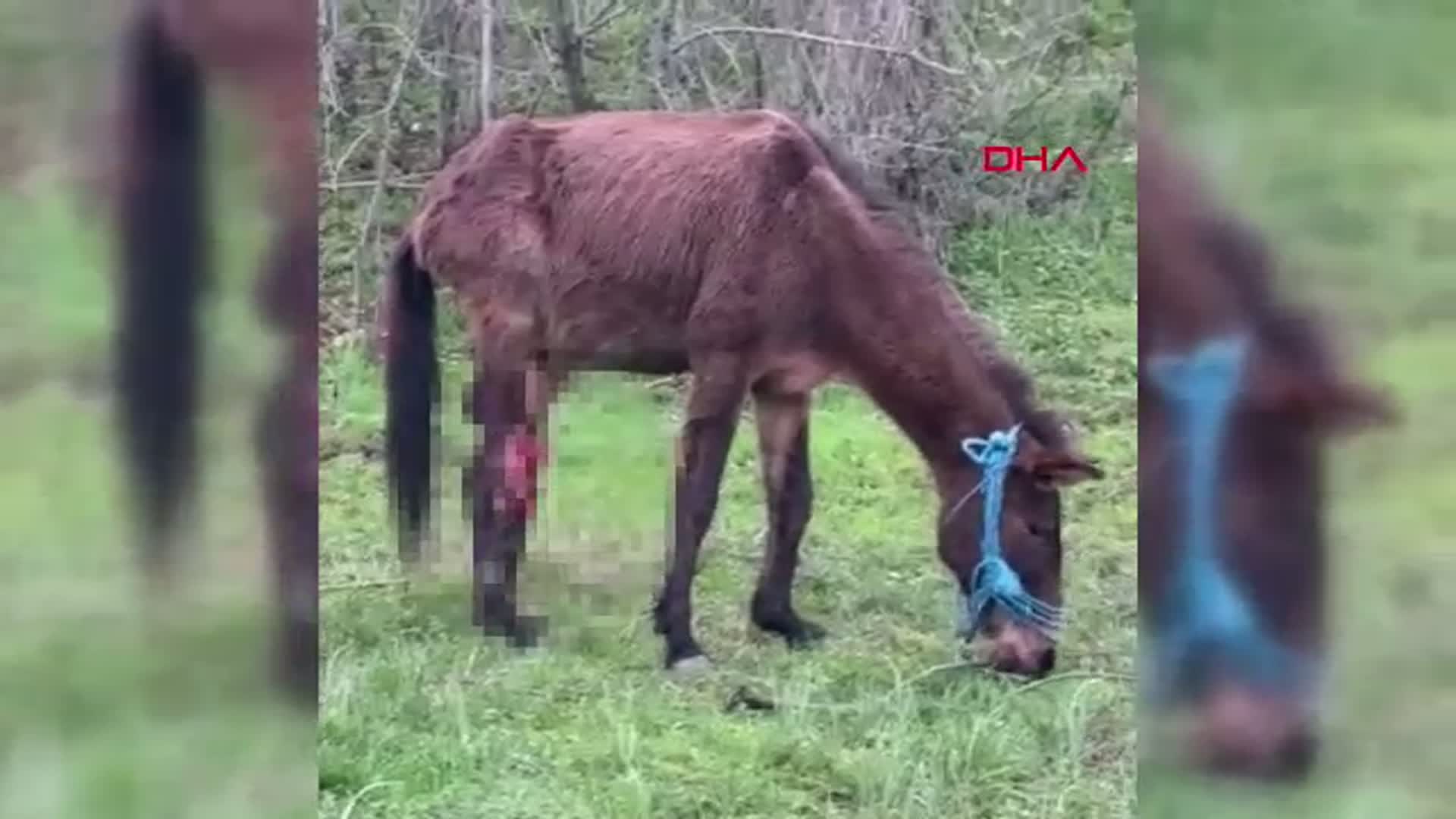 Bursa'da Kırık Ayağıyla Kurtarılan Katırın Yeni Hayatı