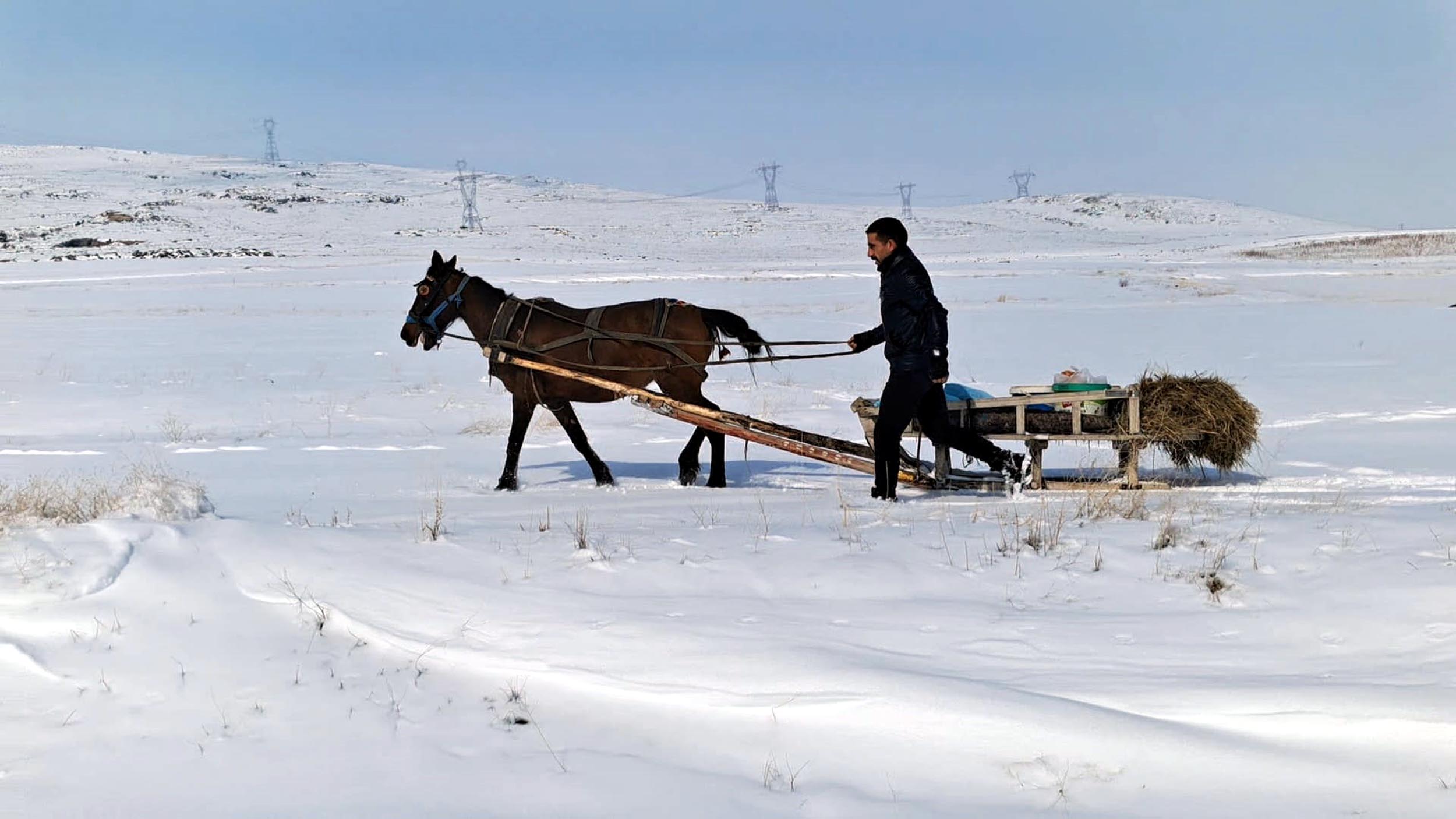 Erzurum'da Yaban Hayvanları İçin Atlı Kızakla Yem Taşındı