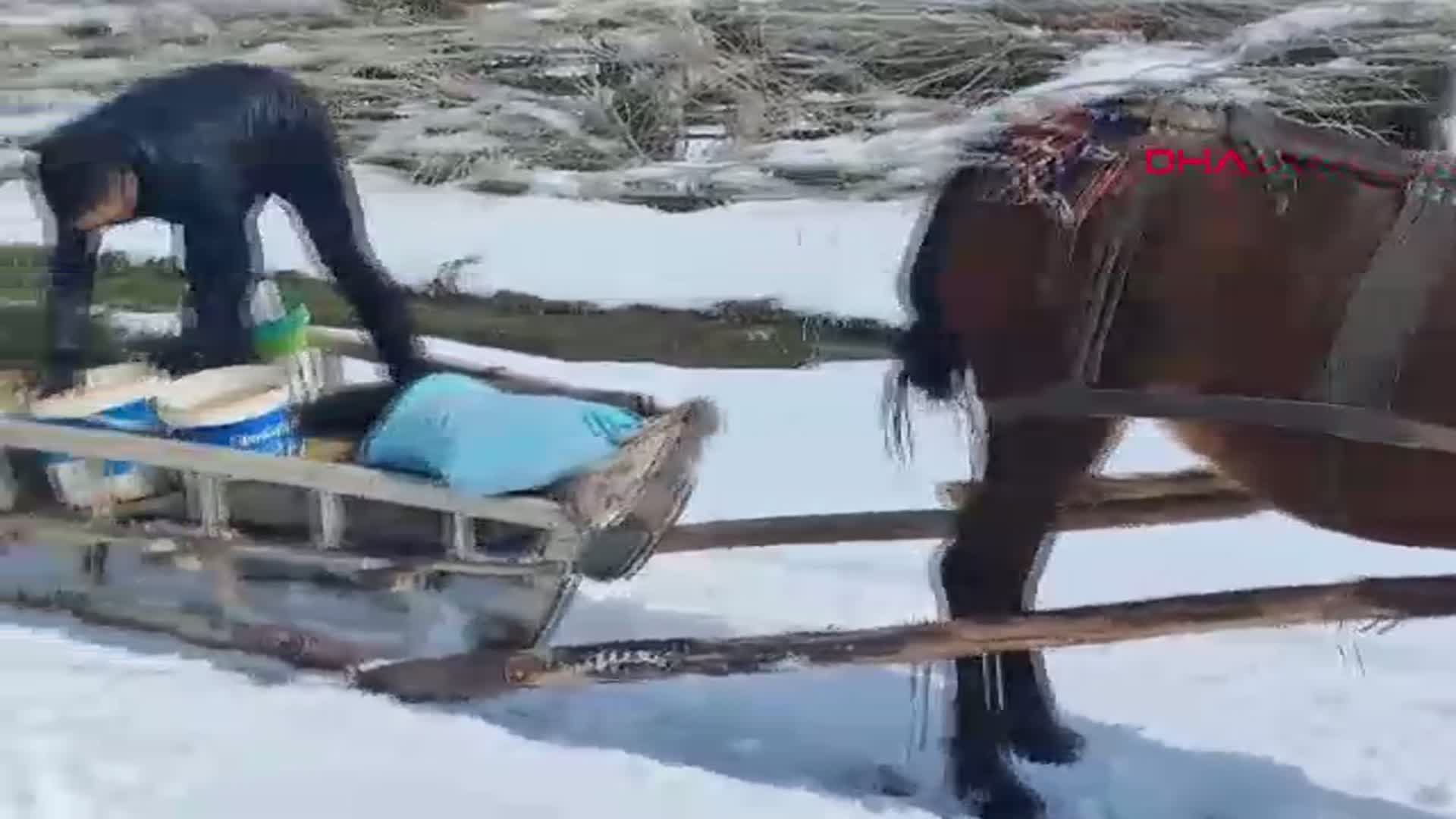 Erzurum’da Yaban Hayvanlarına Atlı Kızakla Yem Taşıma İnisiyatifi