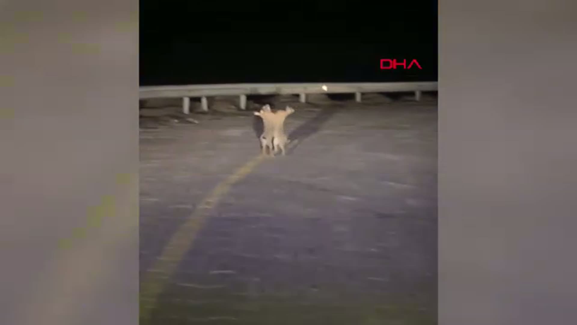 Çanakkale'de Tavşanların Sıra Dışı Kavgası Görüntülendi