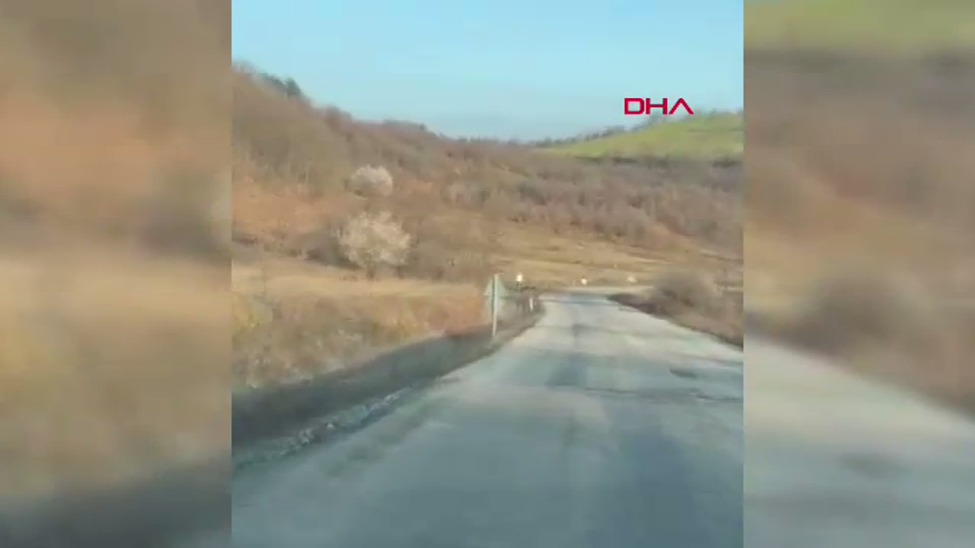 Bursa'da Geyik Sürüsü Yola Çıktı, Sürücüler Şaşkınlık İçinde