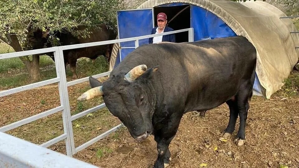 Boğa Saldırısı: Besici Hastanelik Oldu