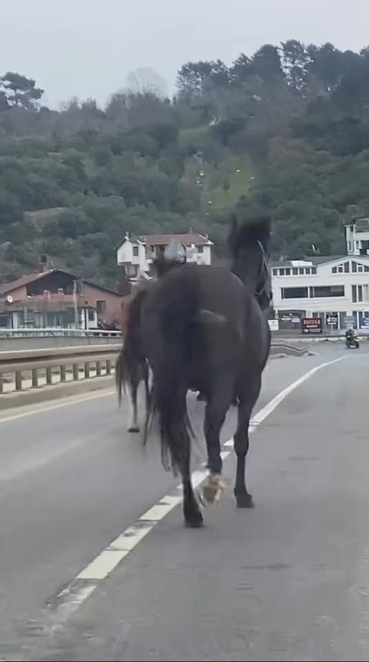 Beykoz'da Kaçan Atlar Trafiği Tehdit Etti