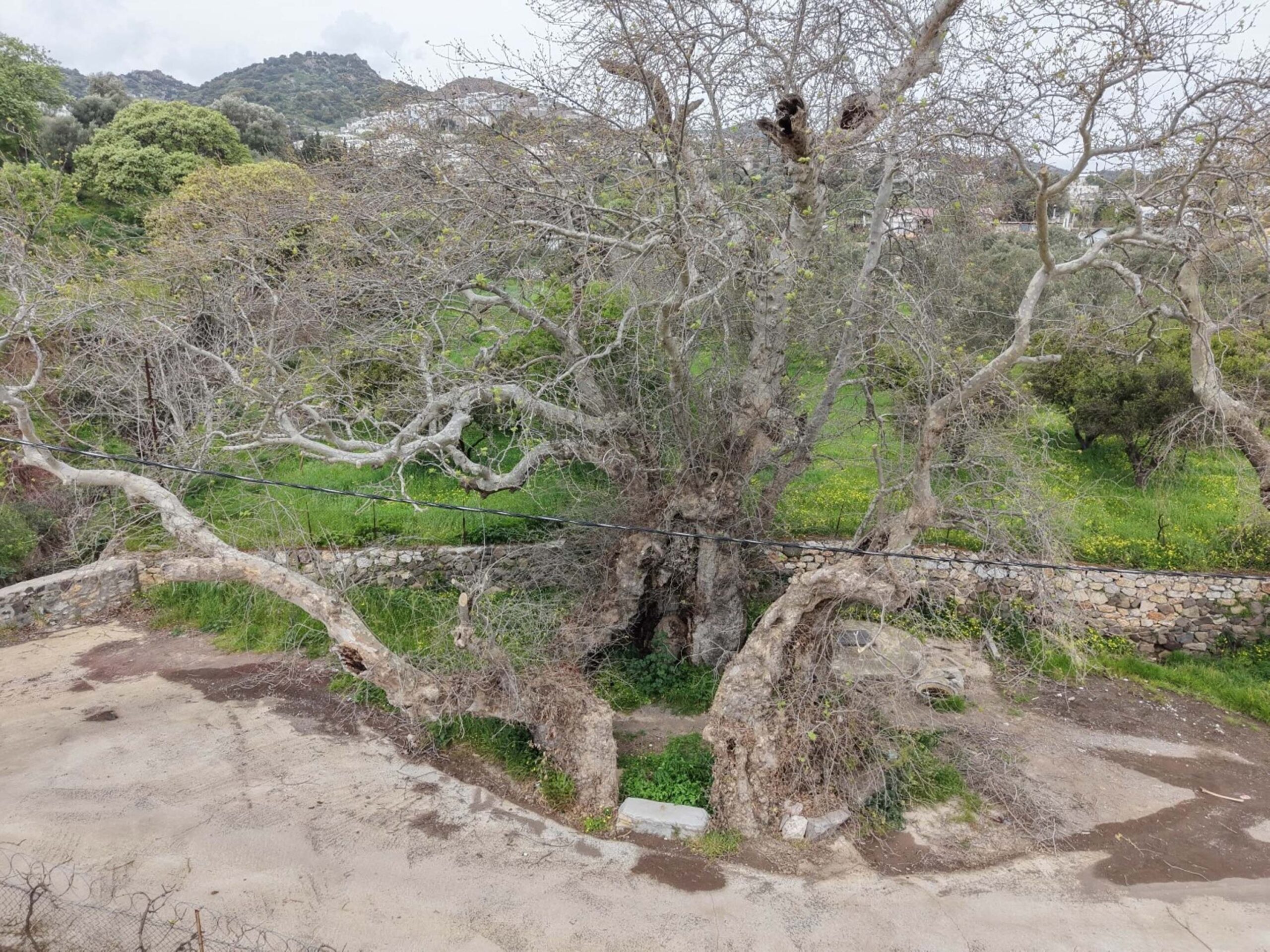 Bodrum'da 2 Bin Yıllık Anıt Çınar Ağacı Keşfedildi